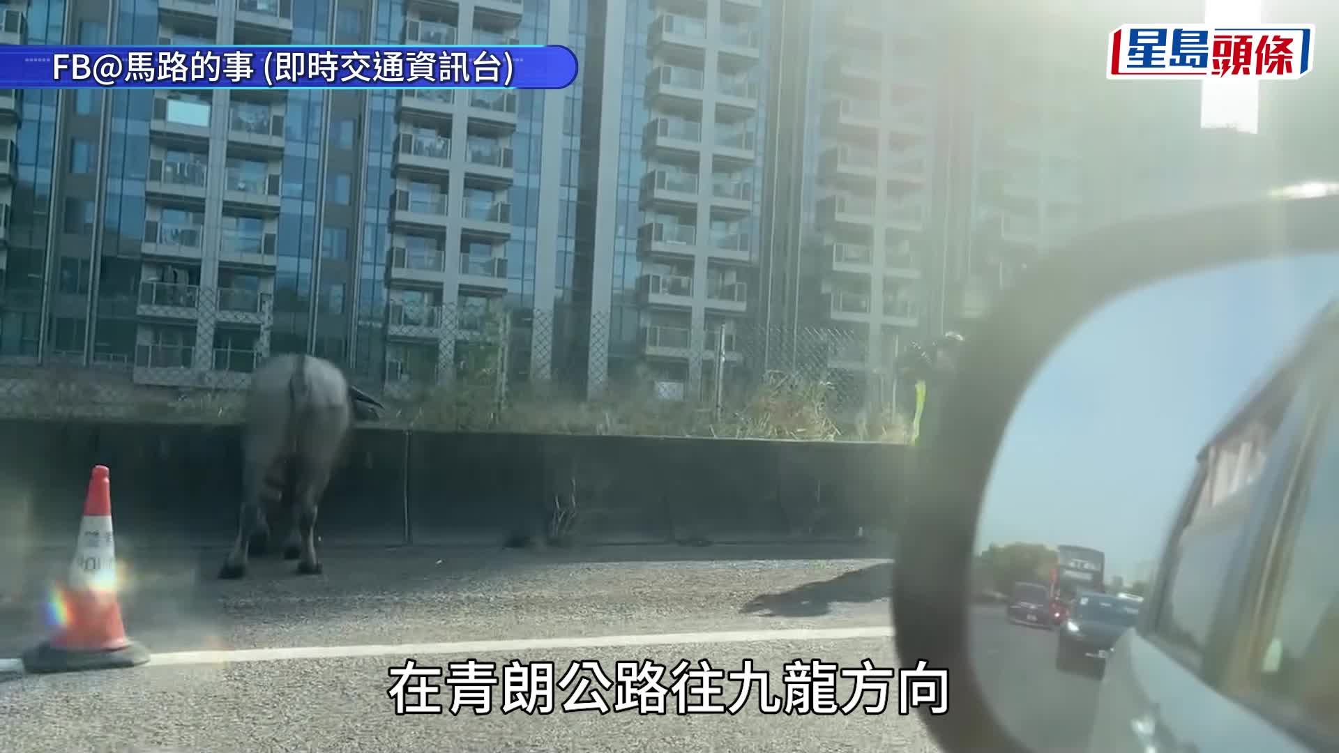 受伤水牛中麻醉枪被救走。