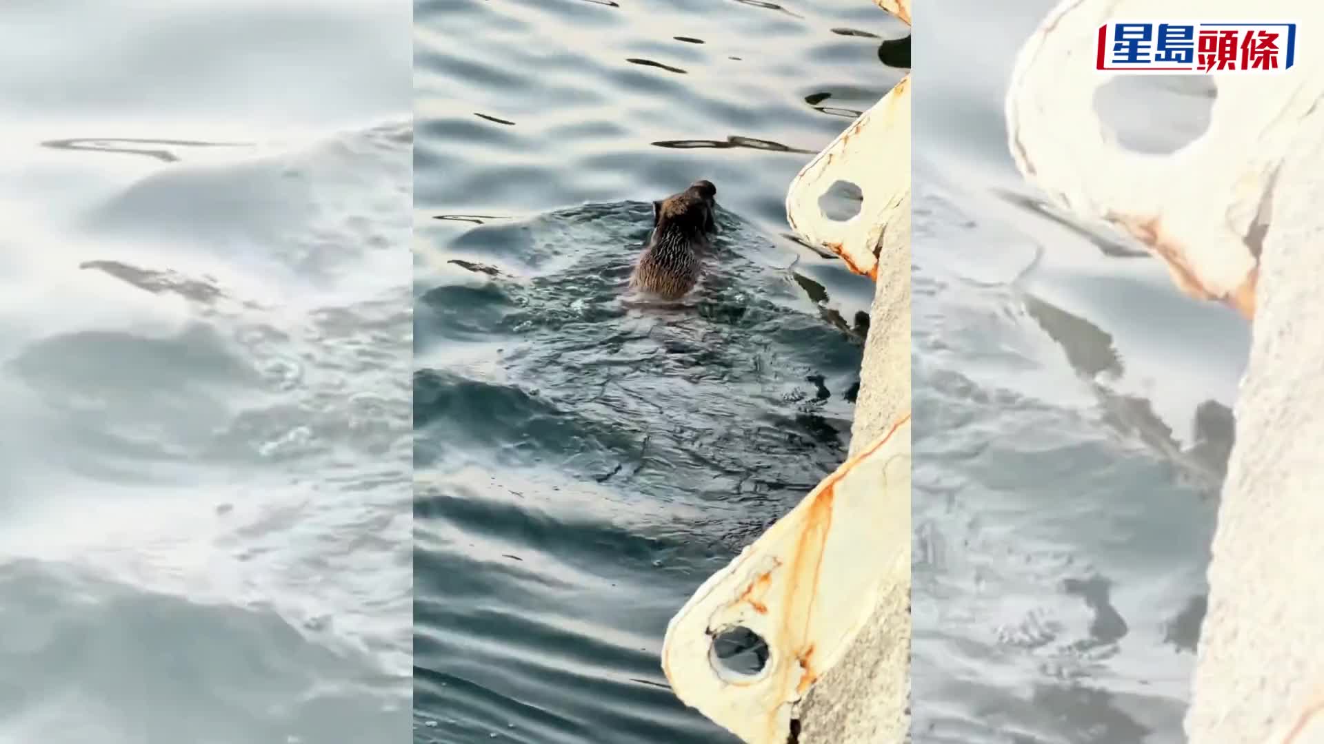 野豬橫渡深圳海灣覓食。 抖音