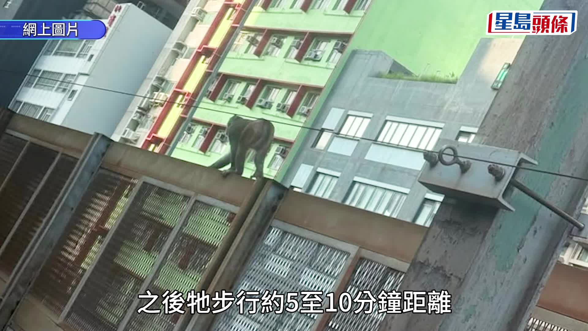 九龍灣站附近猴子闖路軌 觀塘綫列車一度慢駛 港鐵：服務逐步回復正常