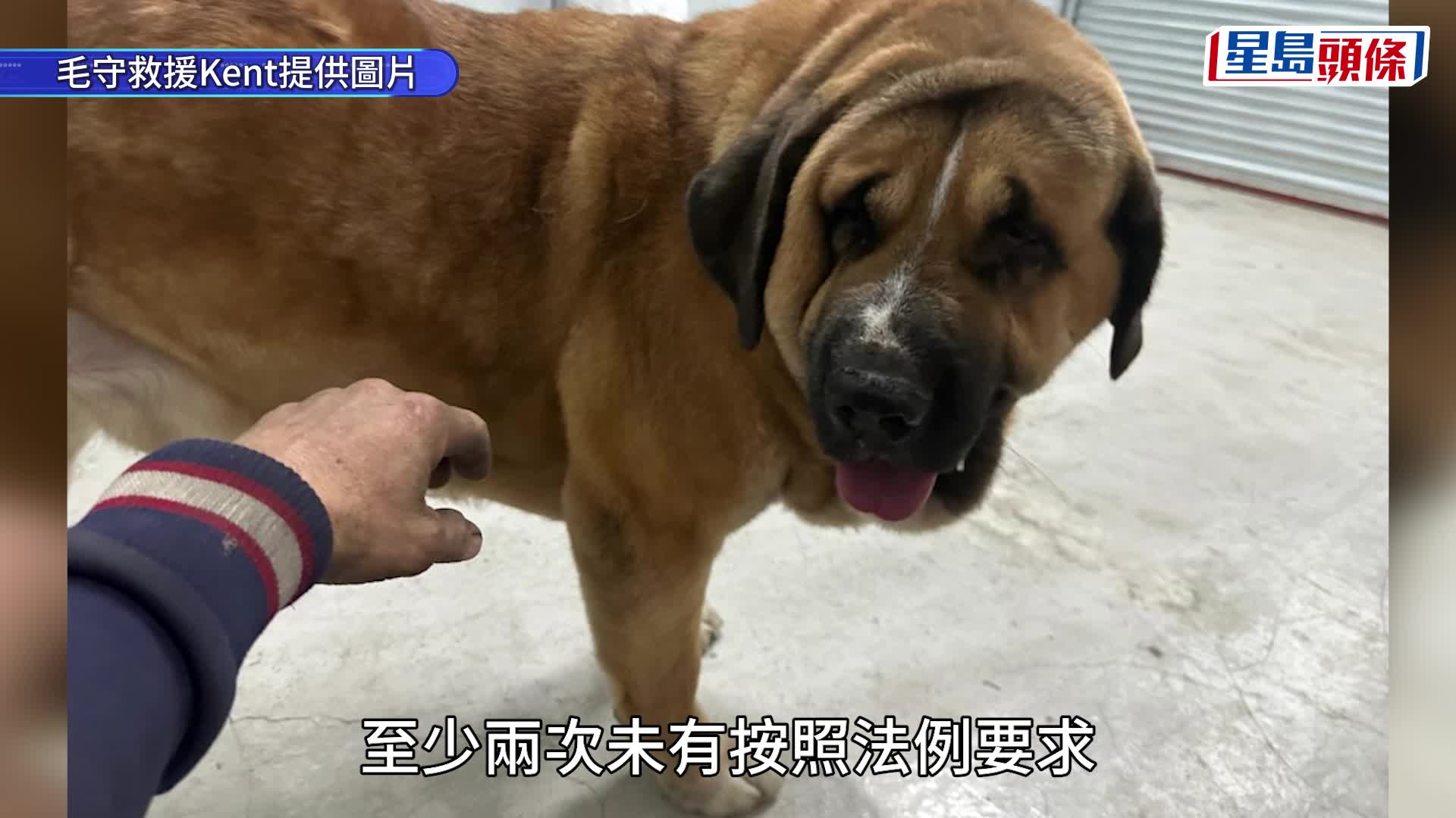 元朗狗咬狗｜52歲男狗主被控沒妥善管控大型狗隻 明天屯門法院提堂