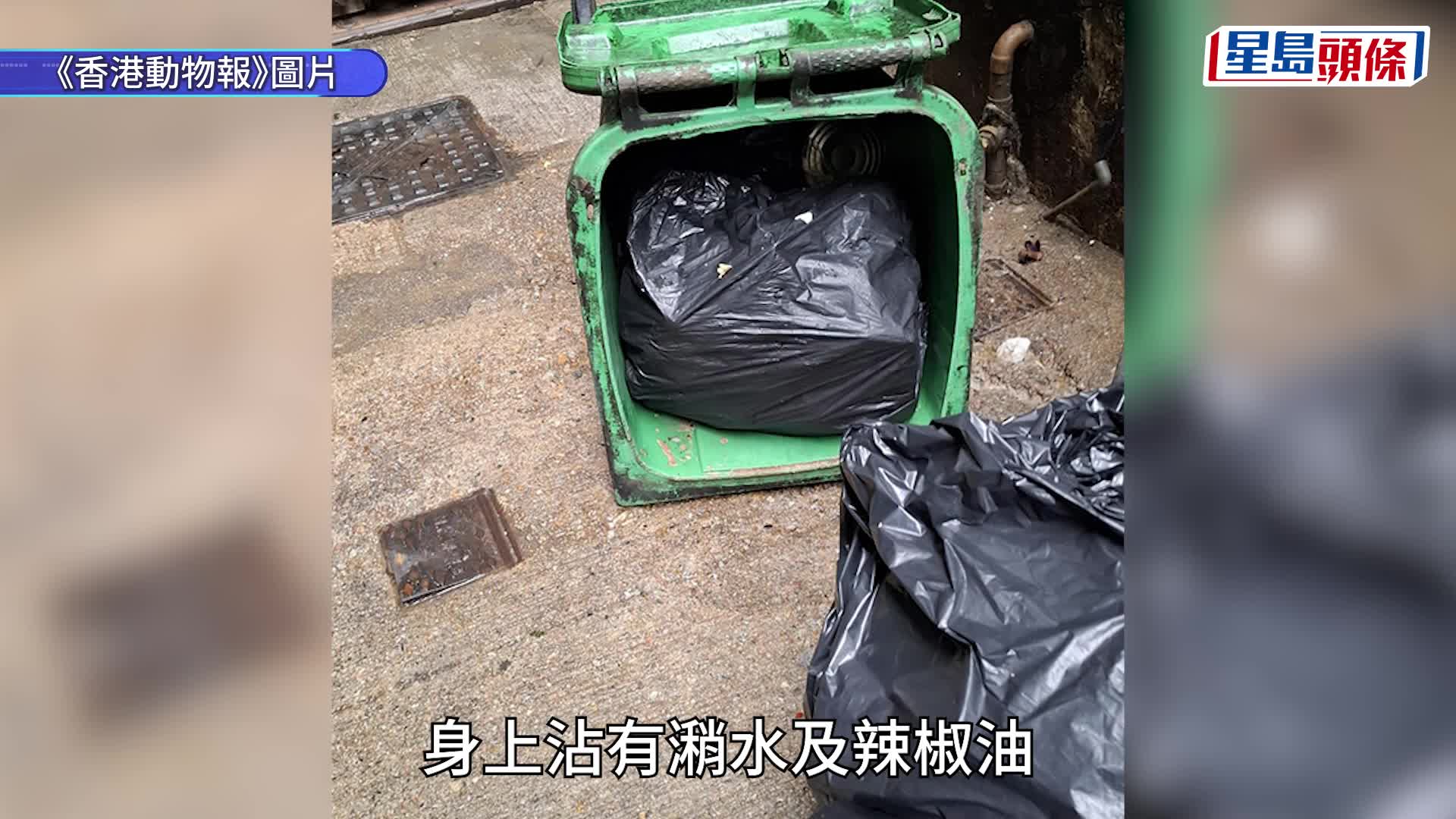 狗B遭遗弃旺角后巷垃圾桶 眼流分泌物手脚抽搐 全身沾有潲水辣椒油