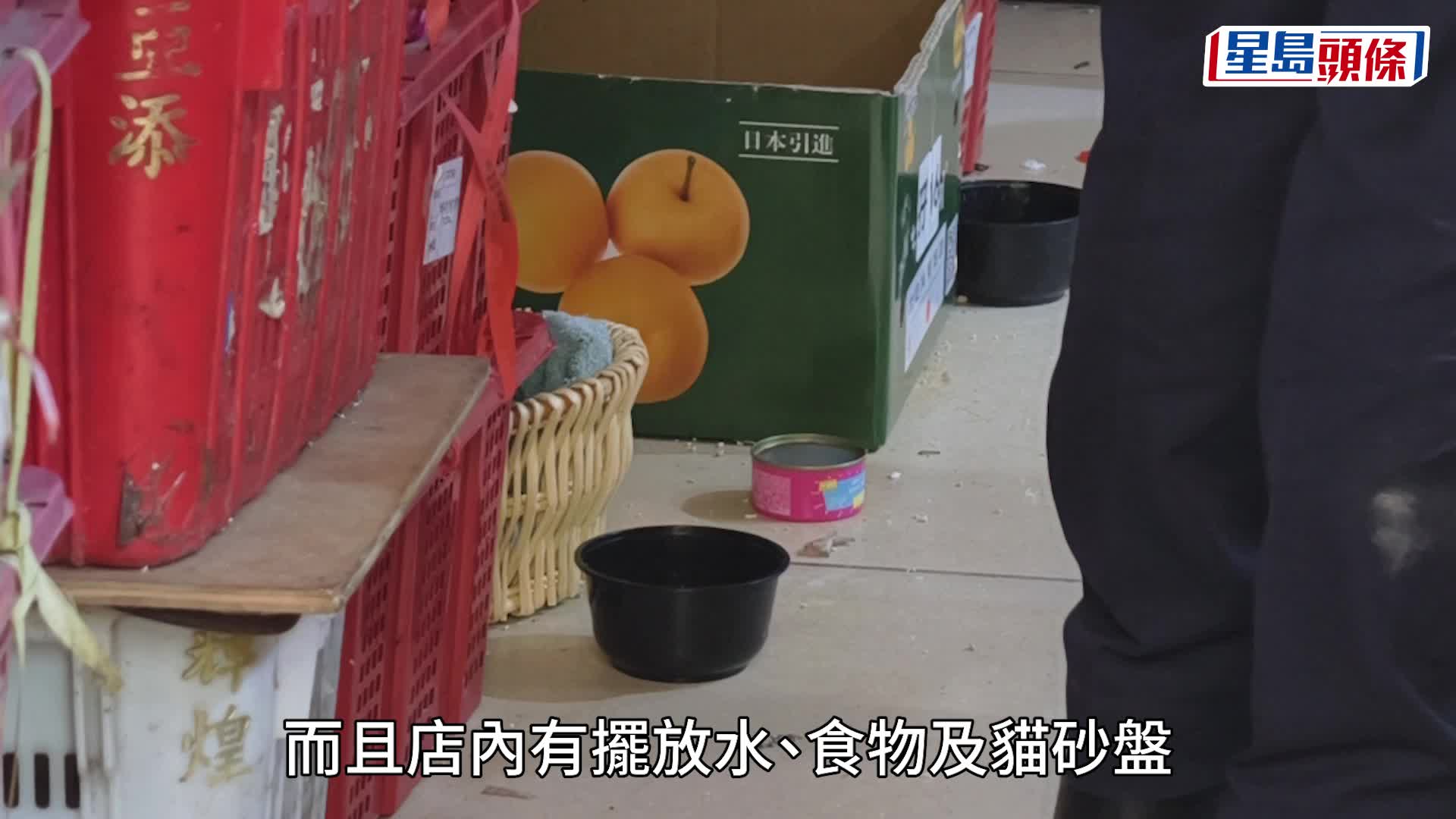 深水埗生果舖傳喵叫惹途人誤會 警證貓貓健康有糧水非虐畜