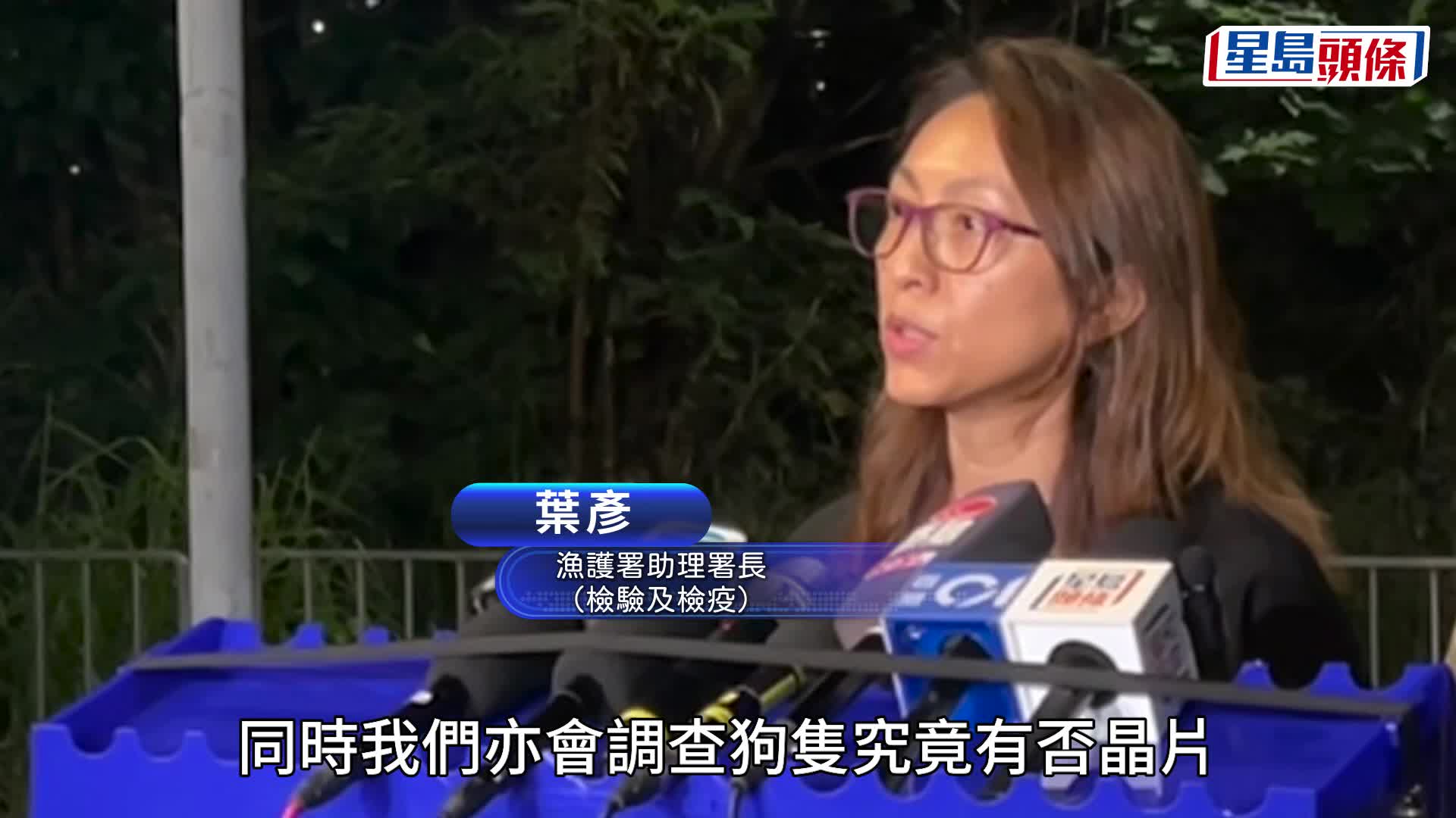 元朗懷疑狗殺人｜警聯同漁護署深夜捕獲3隻流浪成年唐狗 將帶返動物管理中心檢驗 如有晶片將尋主人