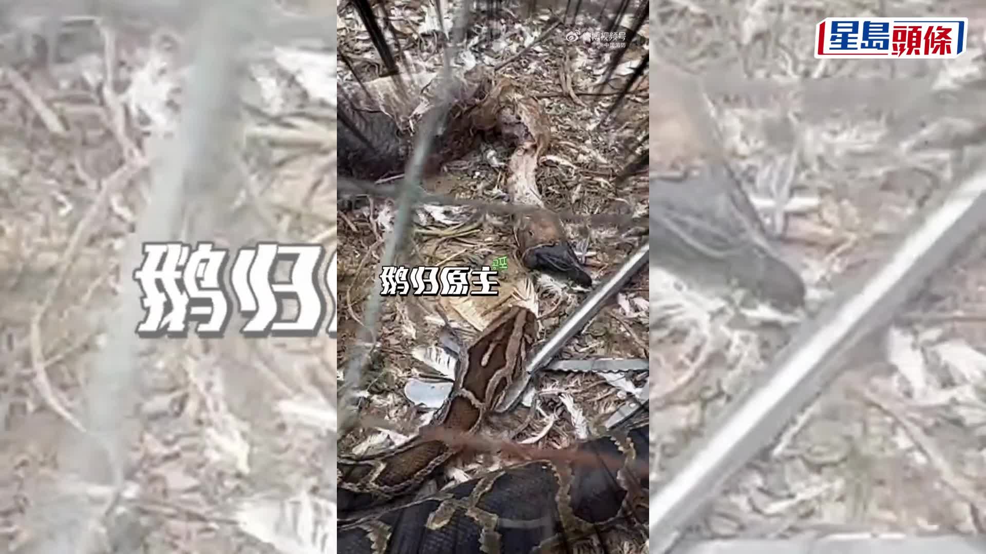 3米巨蟒溜入广东养殖场，被抓时吐出一只大鹅。