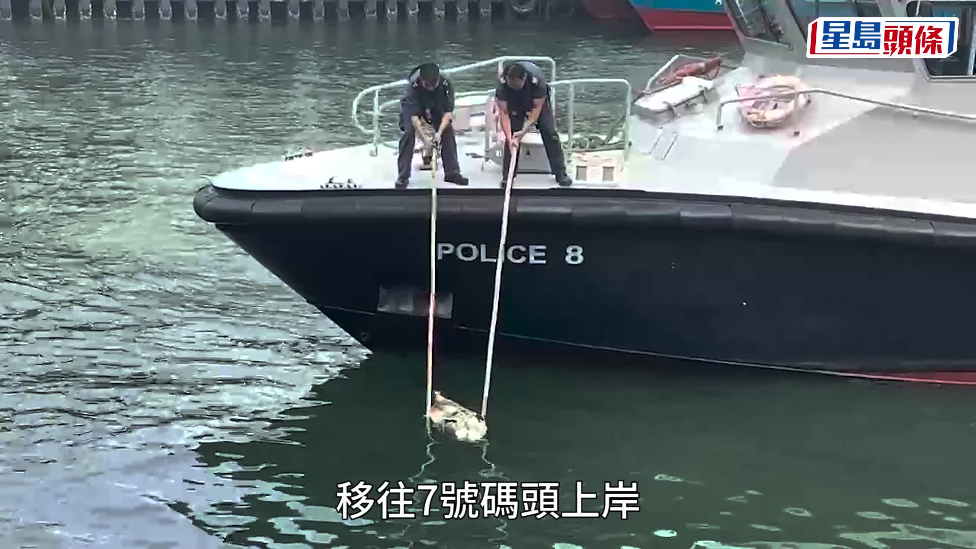 水警打撈海豚屍體。楊偉亨攝