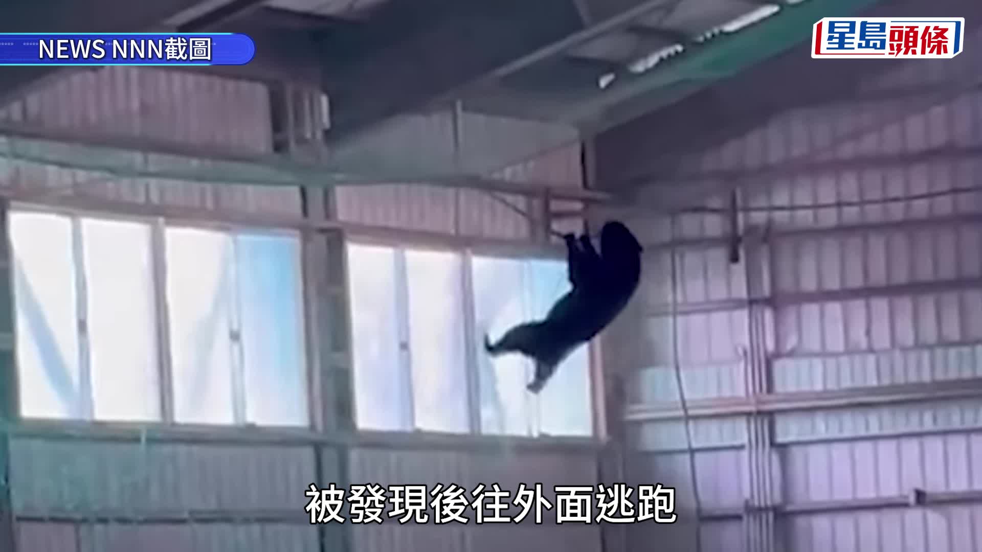 山形市一所私立高中的棒球社室內練習室有野熊闖入玩吊掛。YouTube