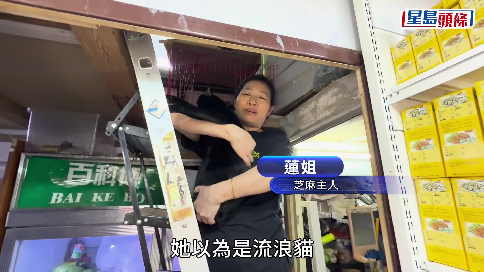 長沙灣貓店長「芝麻」上周五被偷  貓主：已尋回