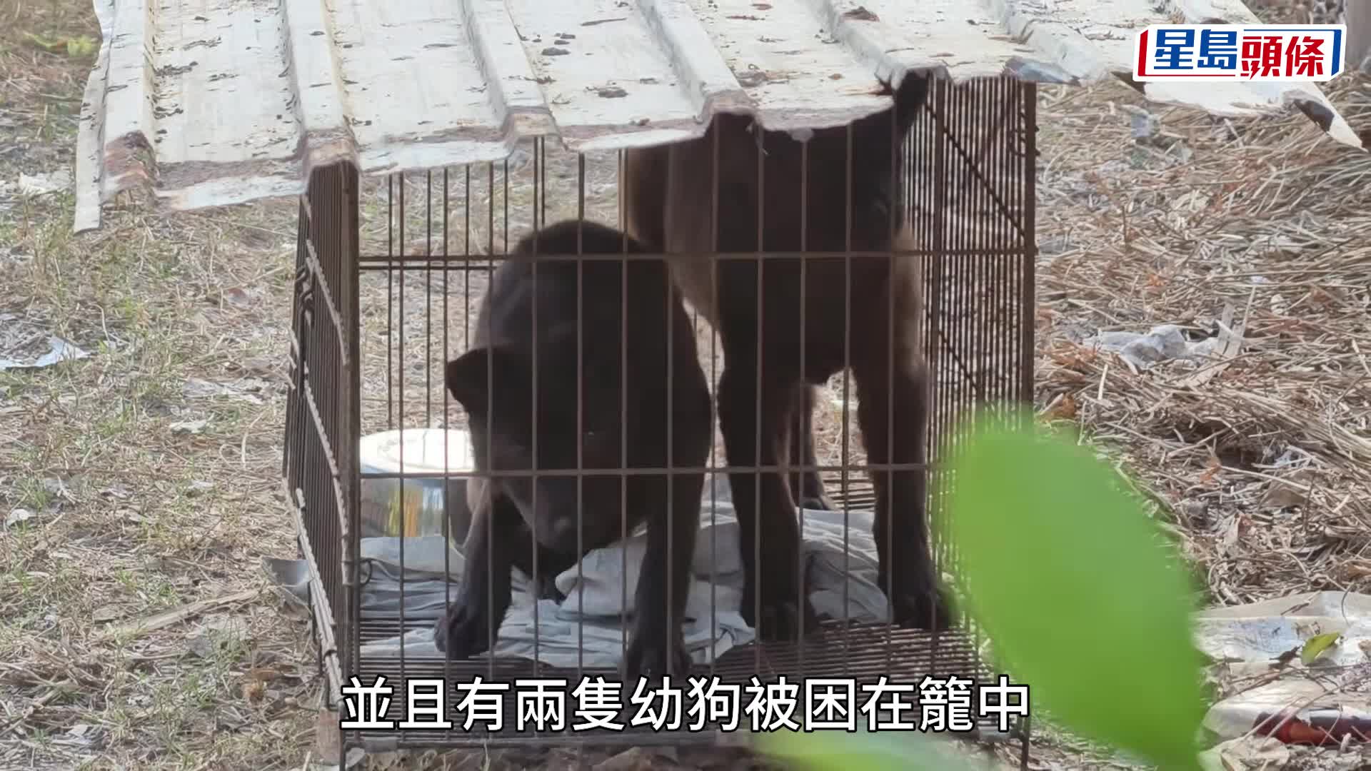 上水「怪兽仓」两幼犬被困笼内 一狗断尾惹乌蝇 区议员联络仓主无果报警求助
