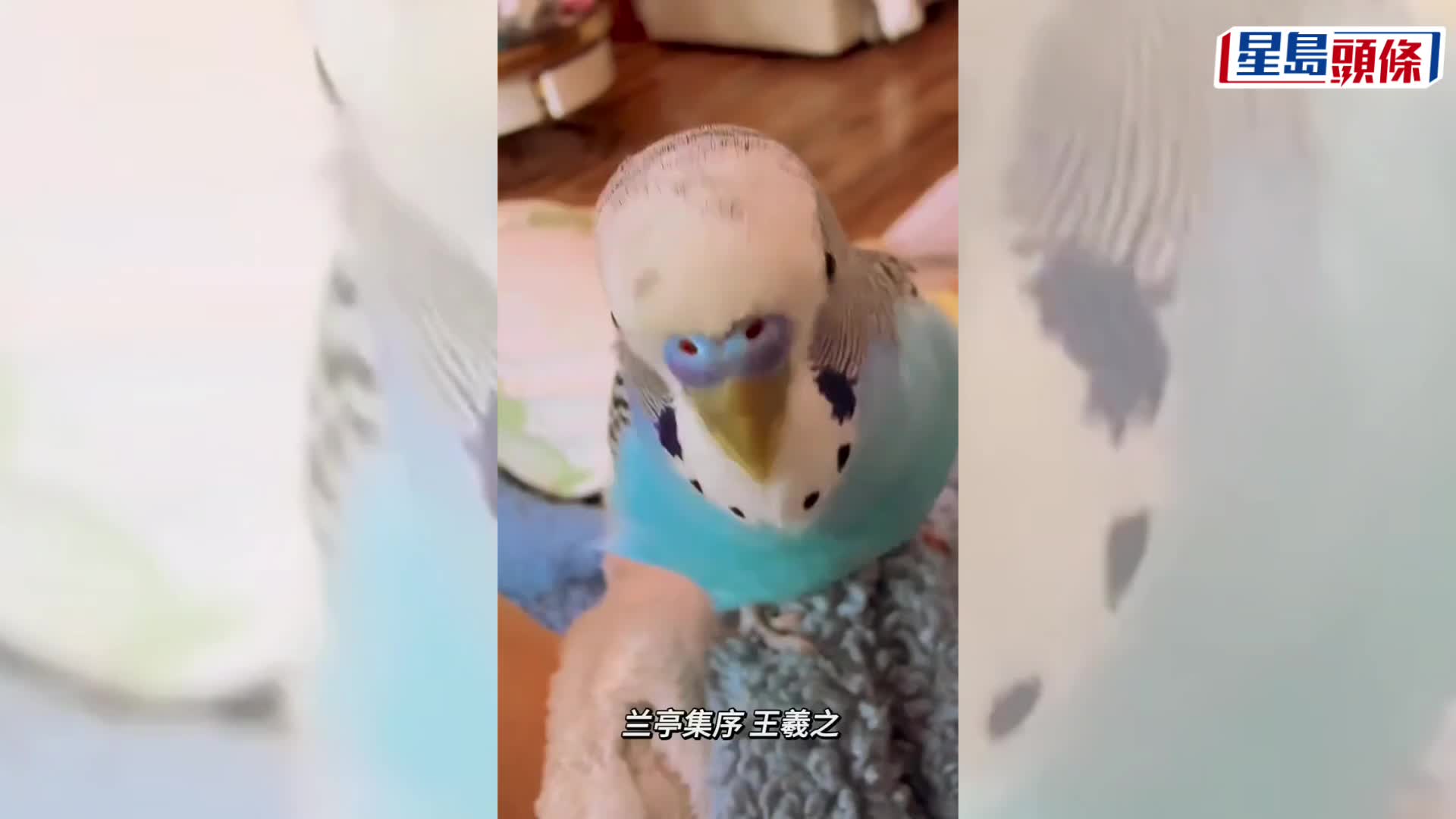 鹦鹉背诵《兰亭集序》爆红。