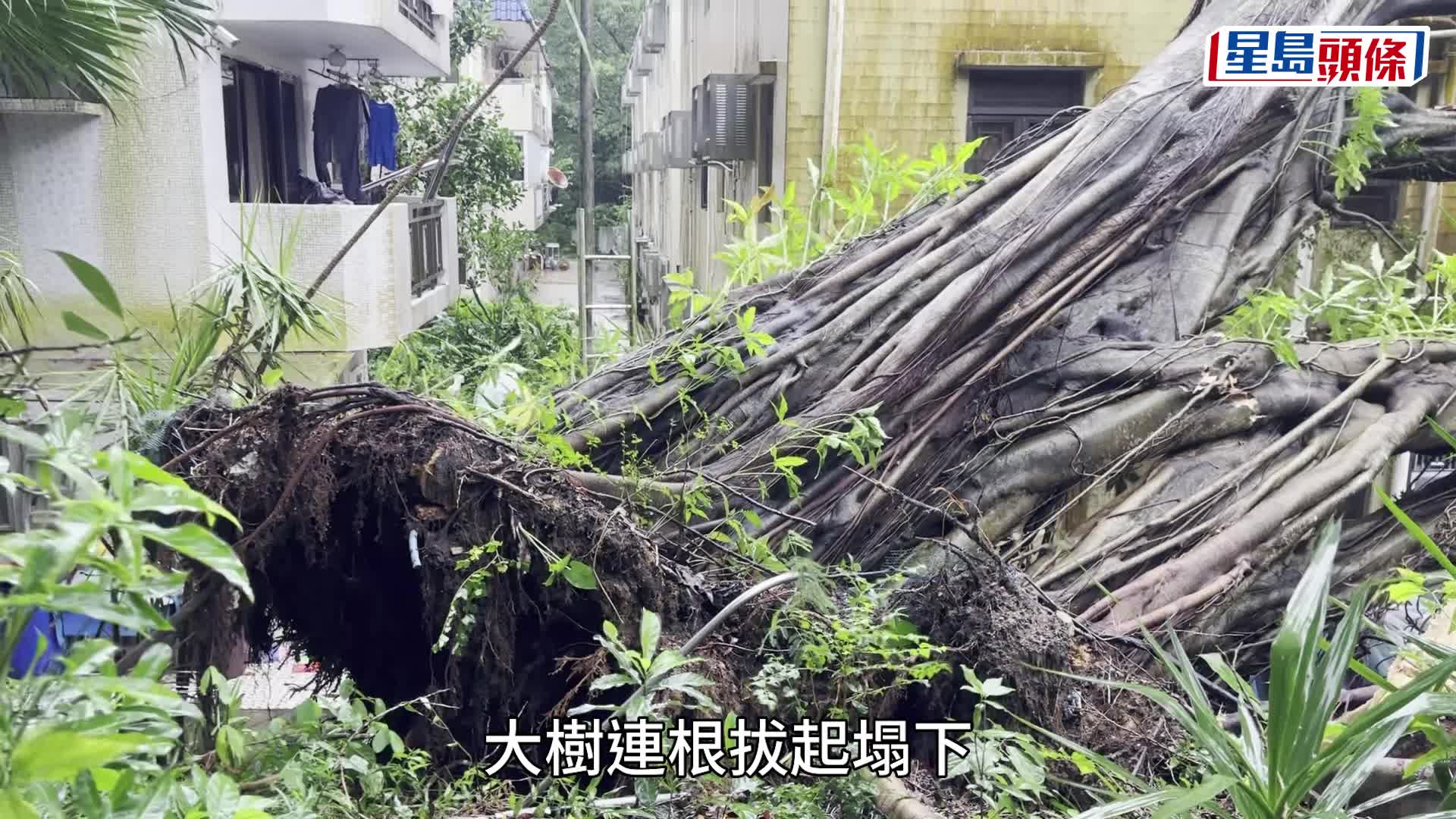 颱風塔巴︱大圍香粉寮新村大樹倒塌 壓毀村屋及私家車