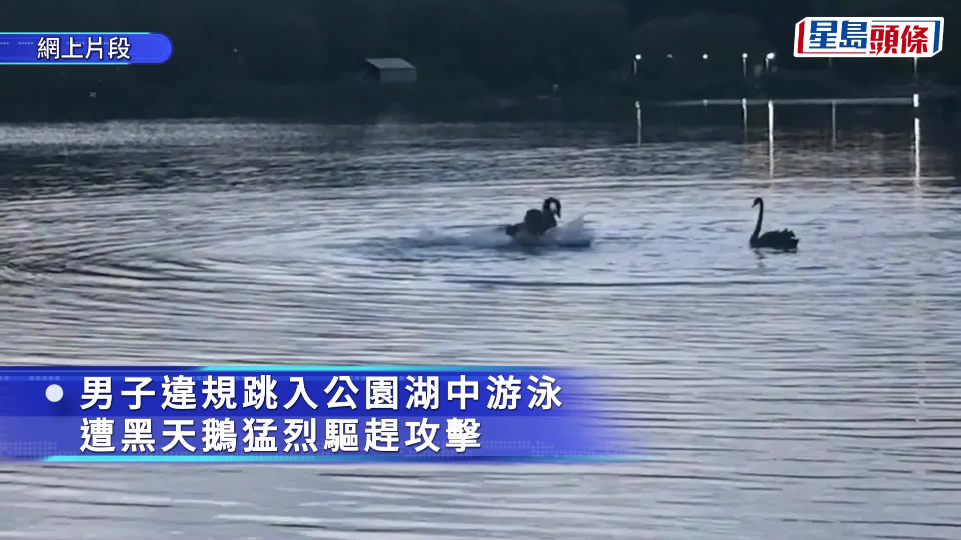 內蒙男違規湖中暢泳被黑天鵝狂毆，自稱「三鐵選手」警方立案調查。