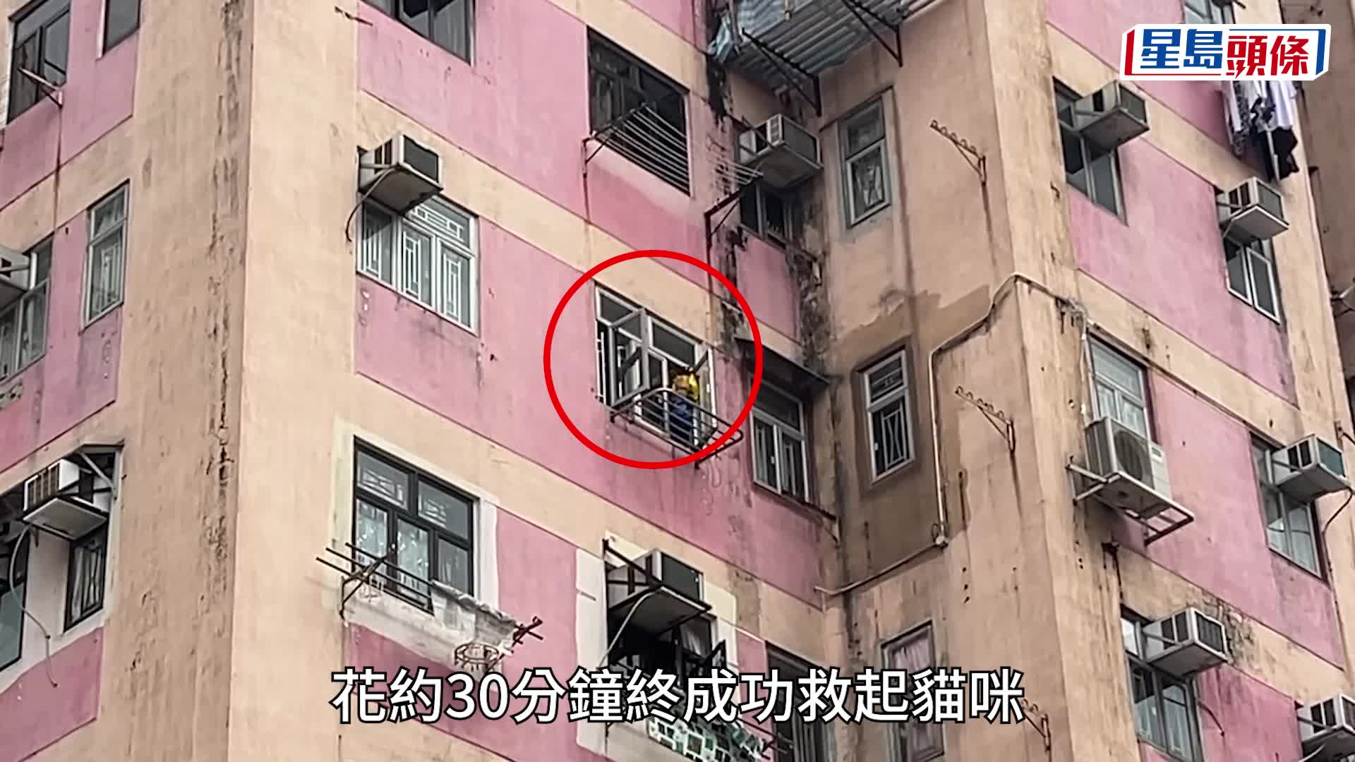 貓咪獲救過程。林思明攝
