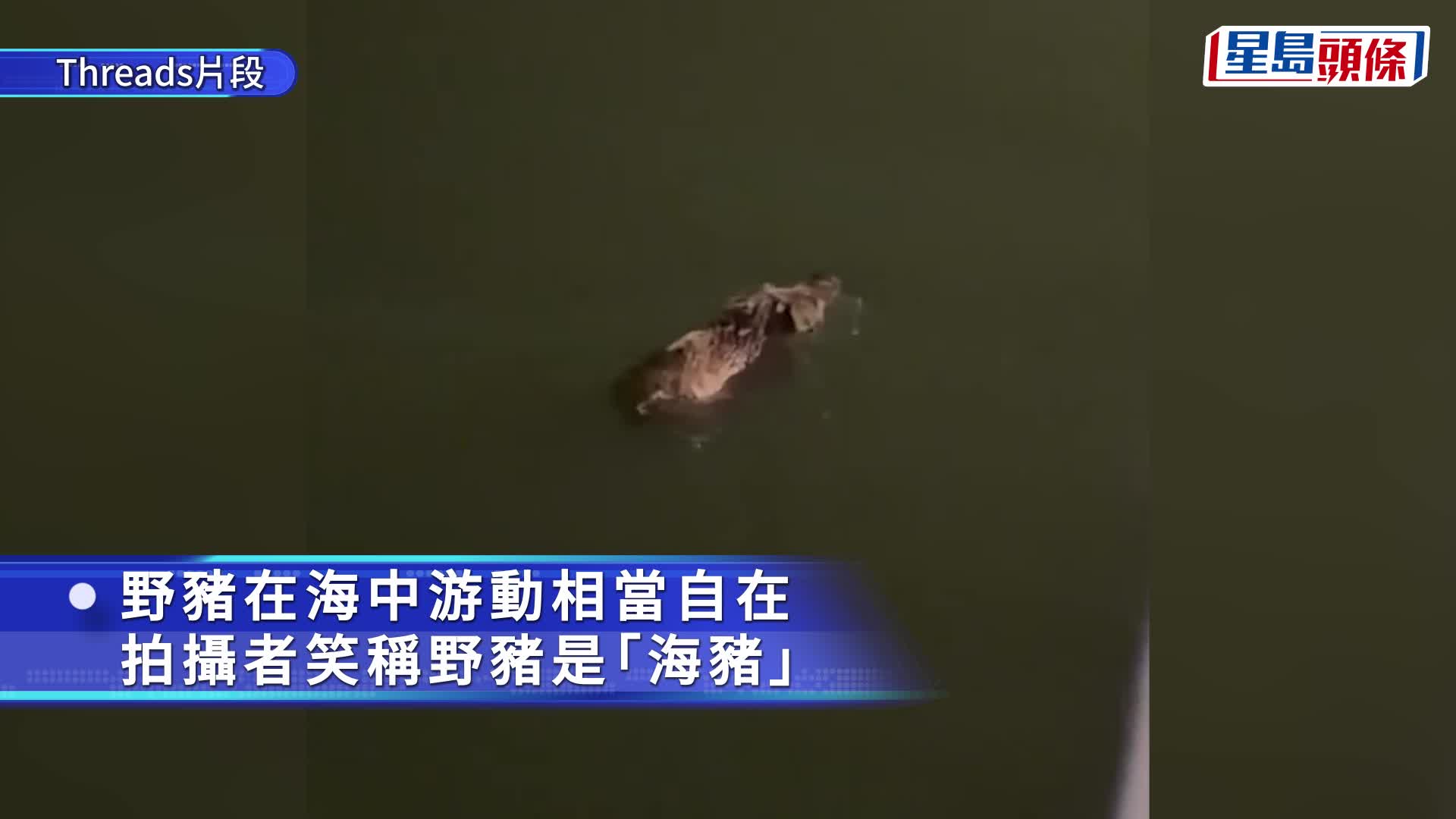 灣仔海面驚現野豬暢泳 拍片者笑稱「海豬」：點解你會落咗去？