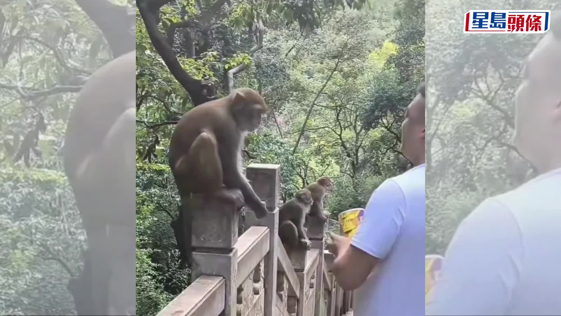 無故打馬騮一巴 黔靈山男遊客遭飛踢反擊｜有片