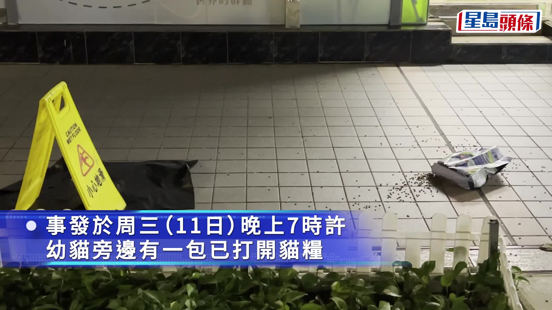 坑口安宁花园幼猫伏尸行人路 旁边遗一大袋猫粮