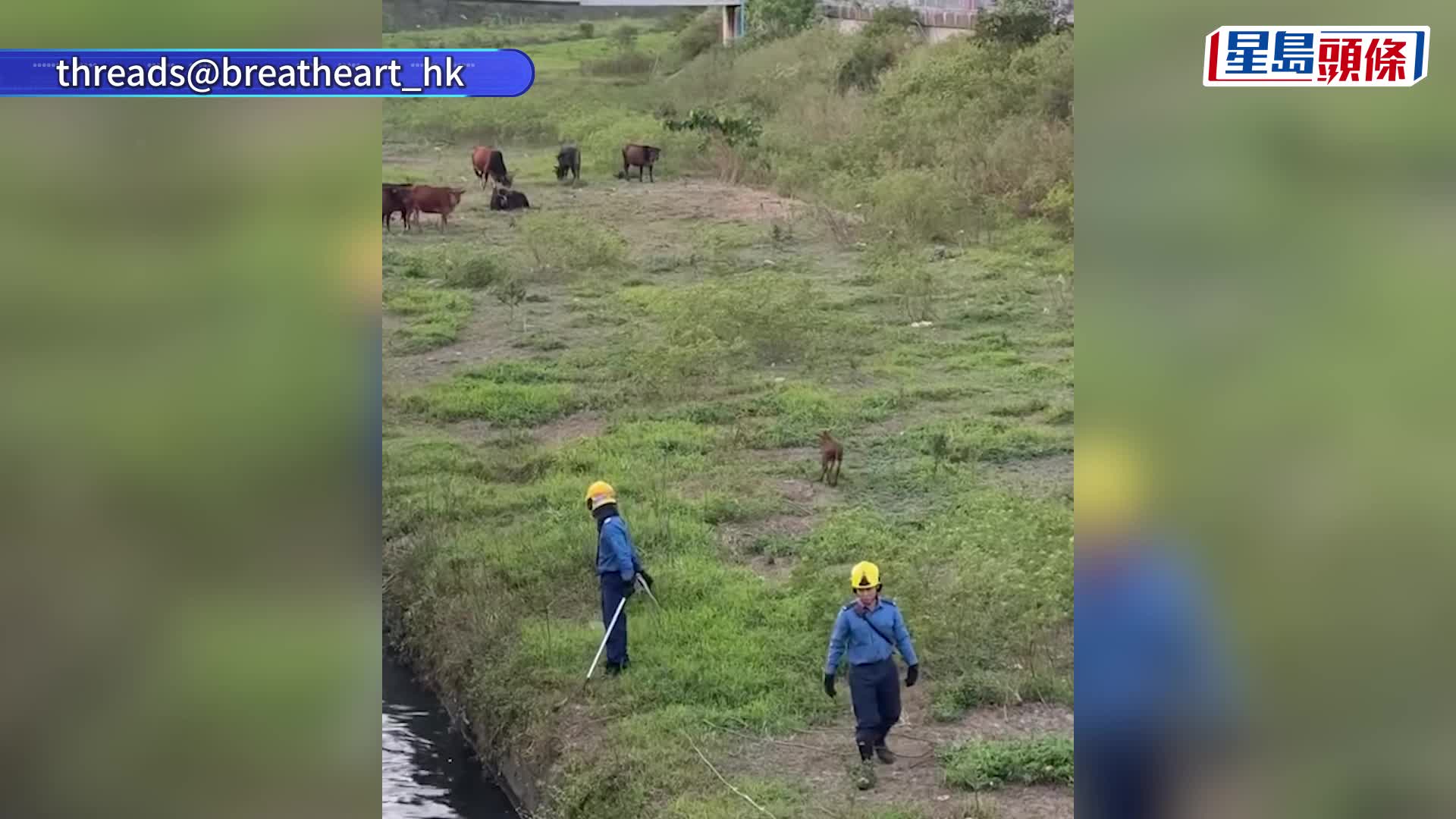 上水小牛被困石上河 消防落水抱起 獲救後一蹦一跳與牛媽媽重聚