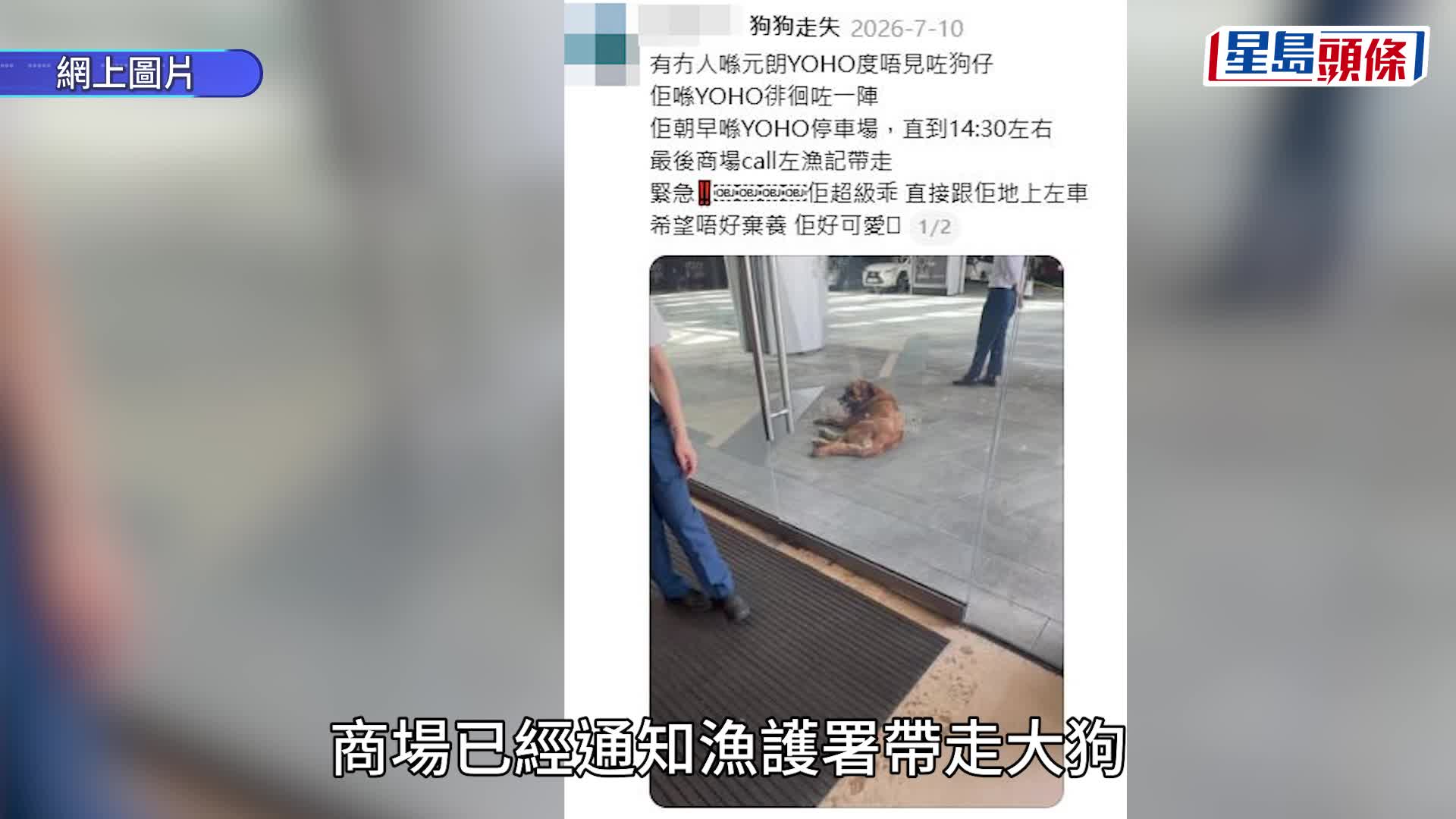 一只大狗上月伏在元朗YOHO商场门外，被渔护署捉走，相信与咬死狗事件属同一只。Threads图片