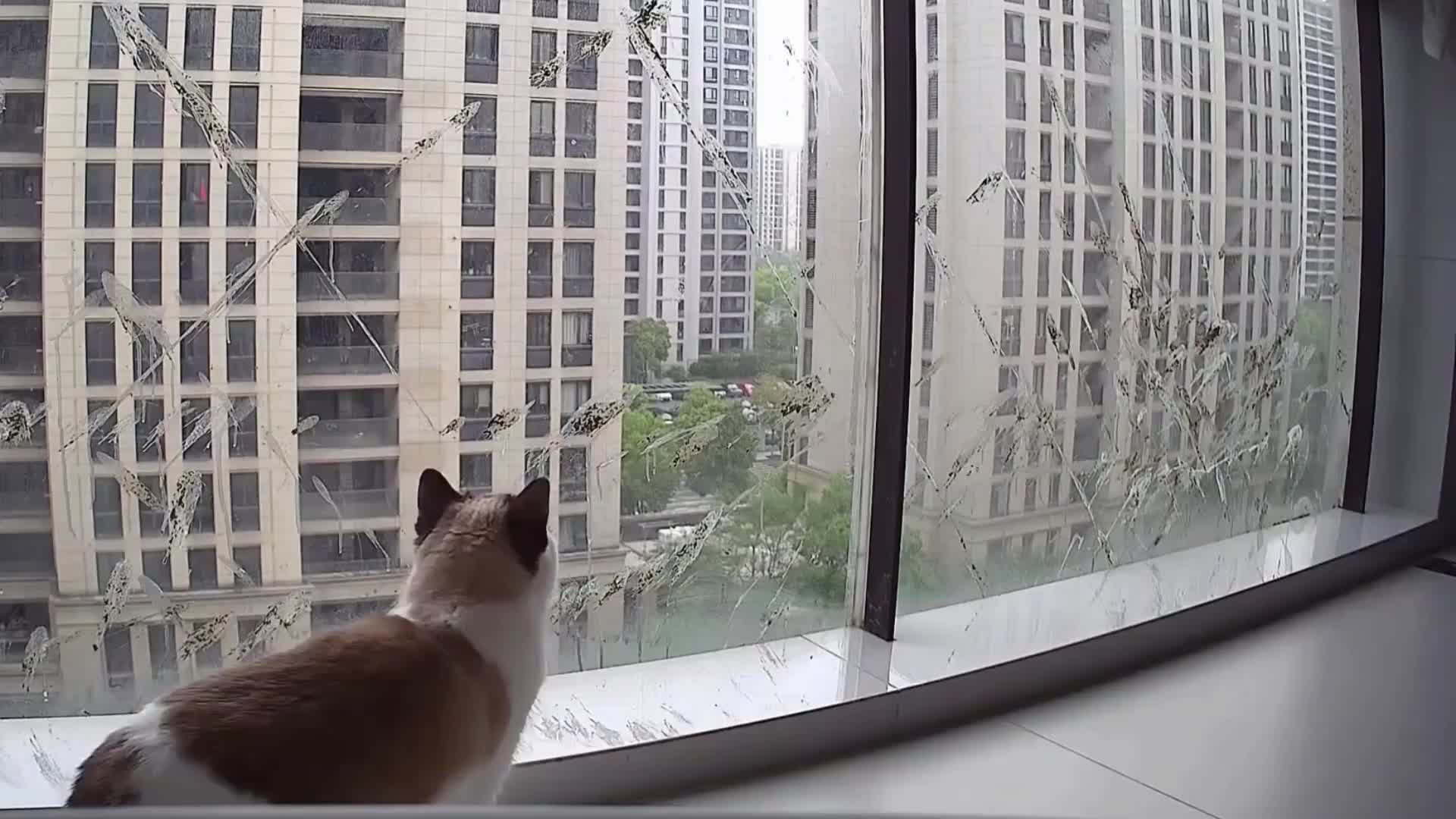 憤怒鳥｜疑與家貓交惡日日「屎襲」單位  女住戶奇招盡出終投降｜有片