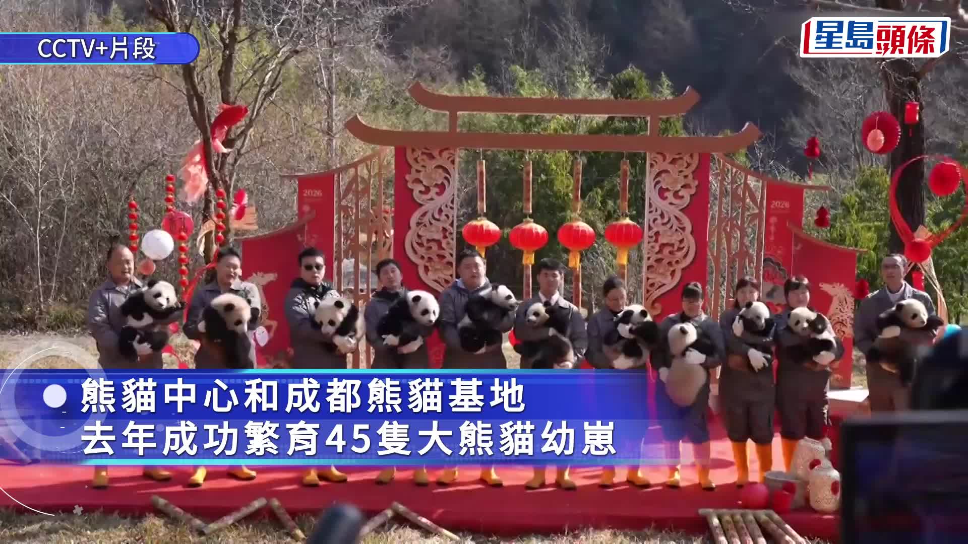 大熊貓國家保護研究中心近日舉辦「馬上見國寶」新春主題活動。 中新社