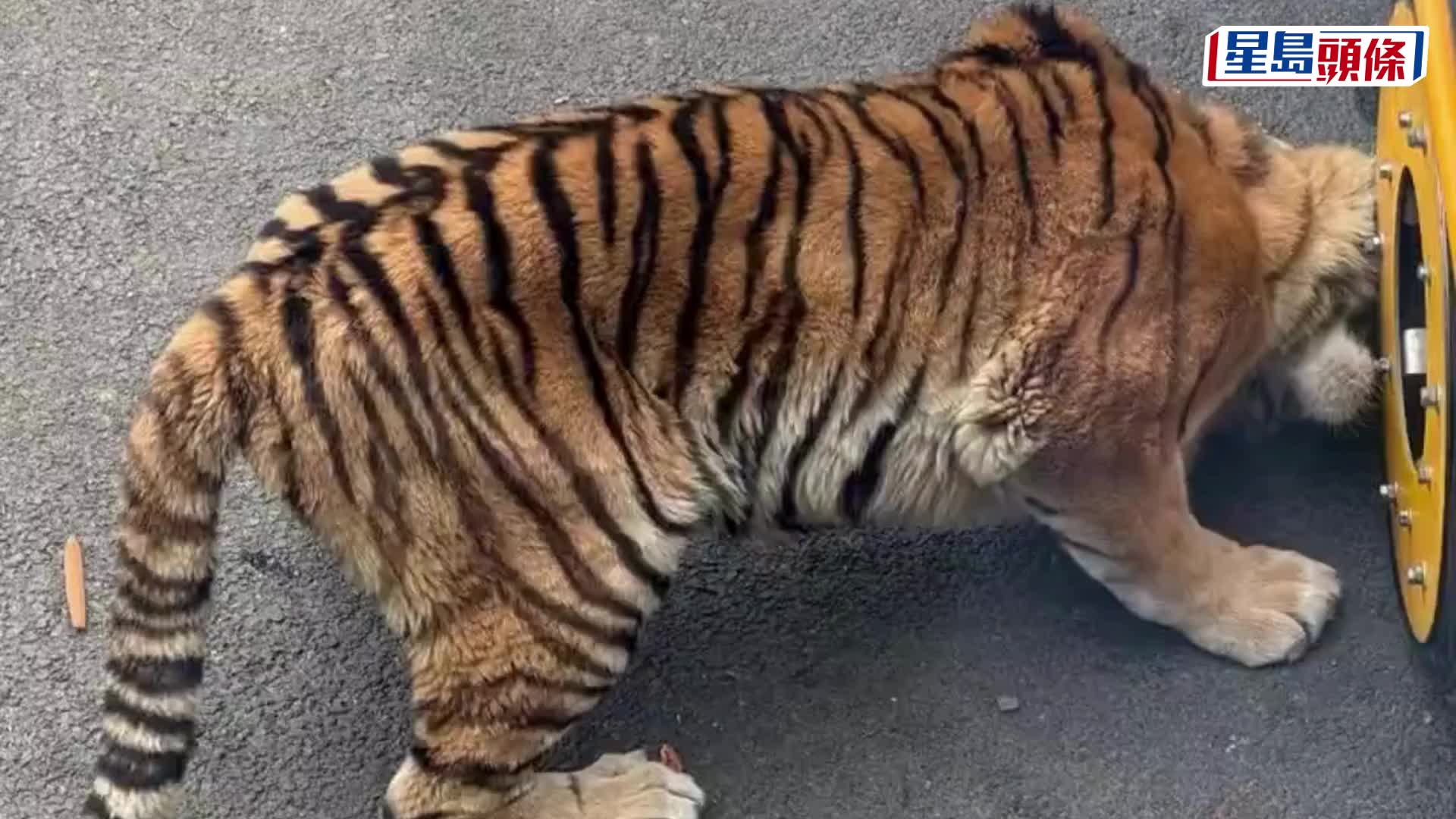 網傳動物園觀光車壓碎老虎下巴。