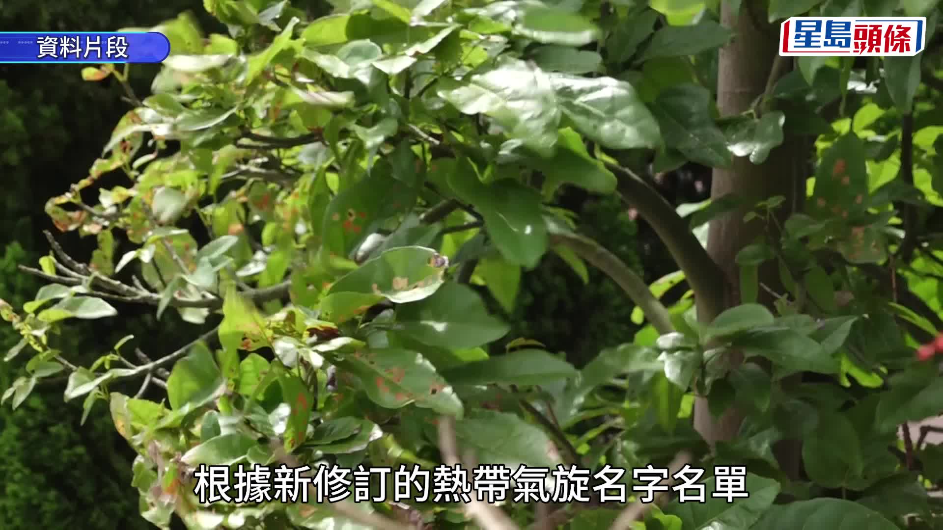 天文台︱熱帶氣旋「紅霞」首報路徑出爐！料增強為颱風 周日凌晨闖港300公里內登陸廣東沿岸