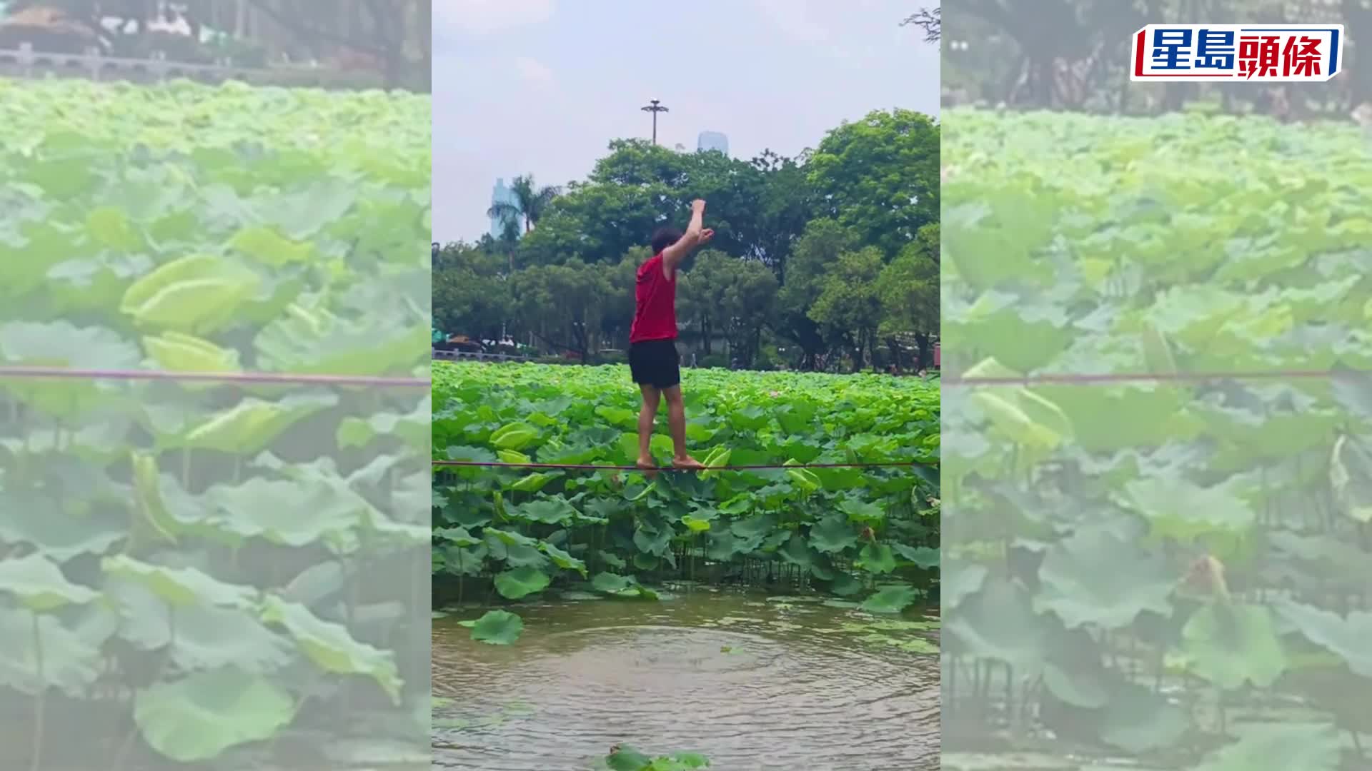 特技人深圳洪湖公园百亩荷塘挑战水上扁担。