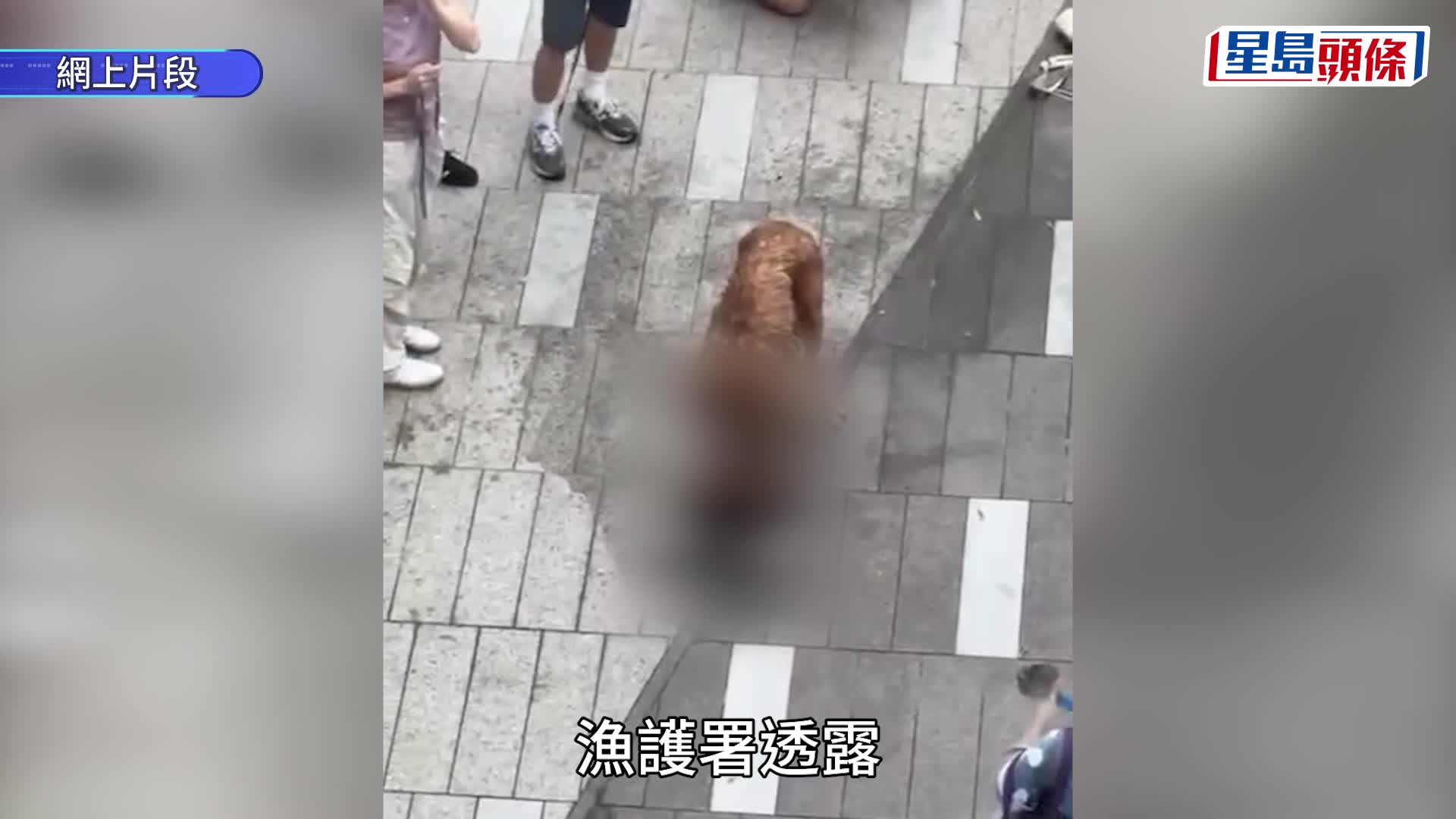 元朗狗咬狗｜漁護署拘大狗主人 涉事犬隻上月曾咬傷其他狗 現正接受觀察
