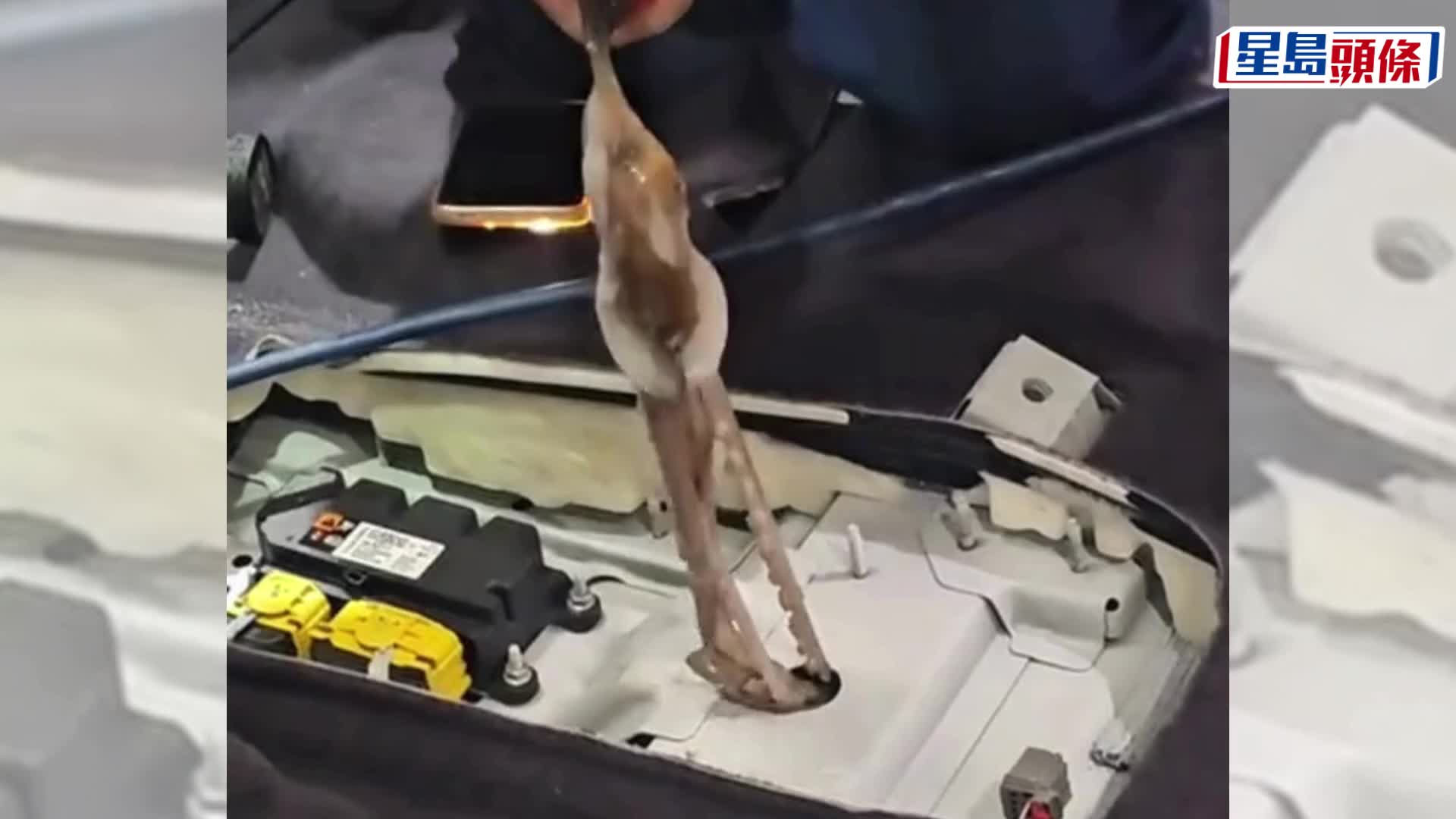 生猛八爪魚車內「越獄」，藏匿三日變腐屍惡臭熏天。