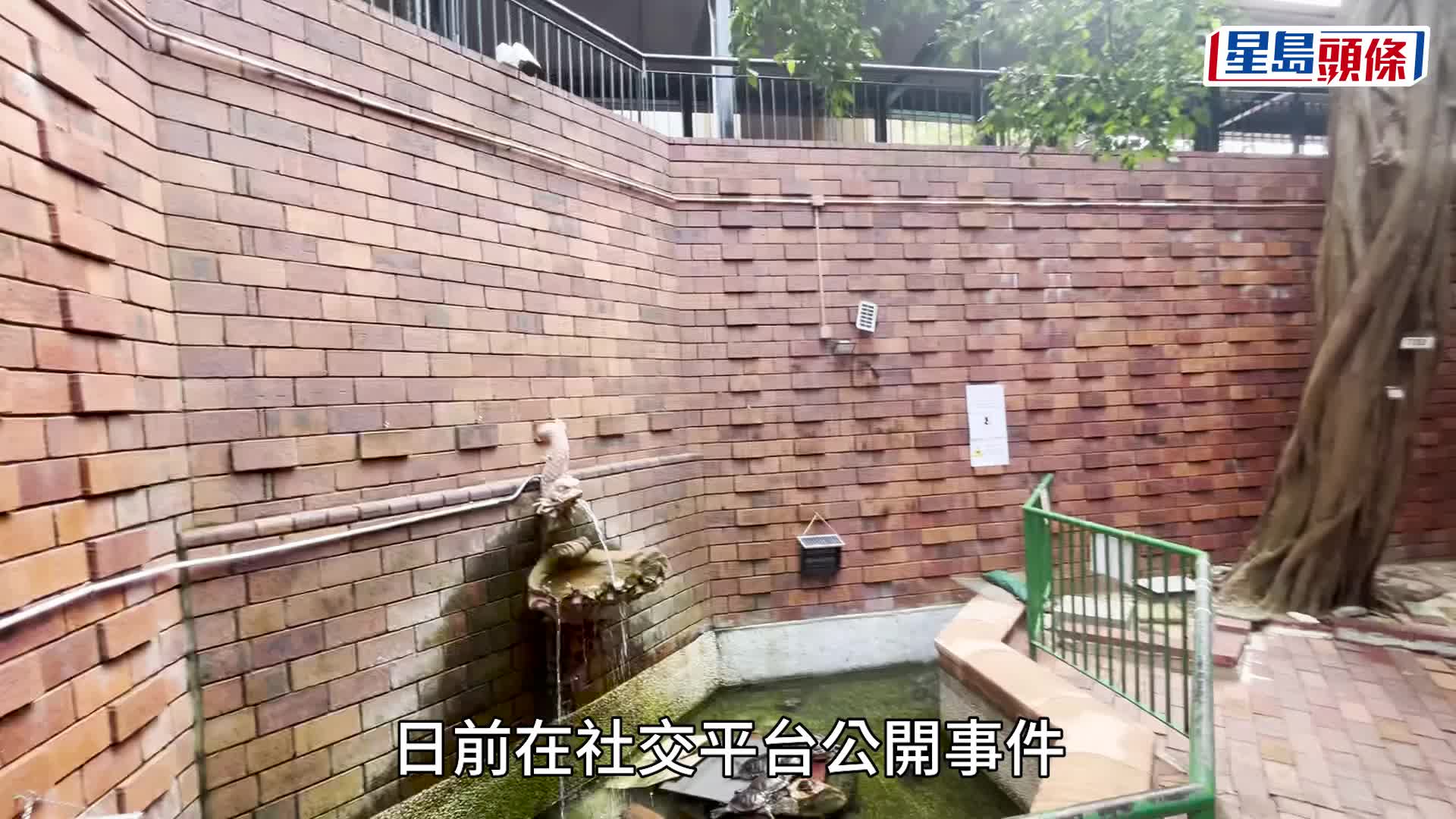 马鞍山锦英苑水池被扔洗衣球「呕白泡」1鱼当场死 30龟受伤 警拘1男