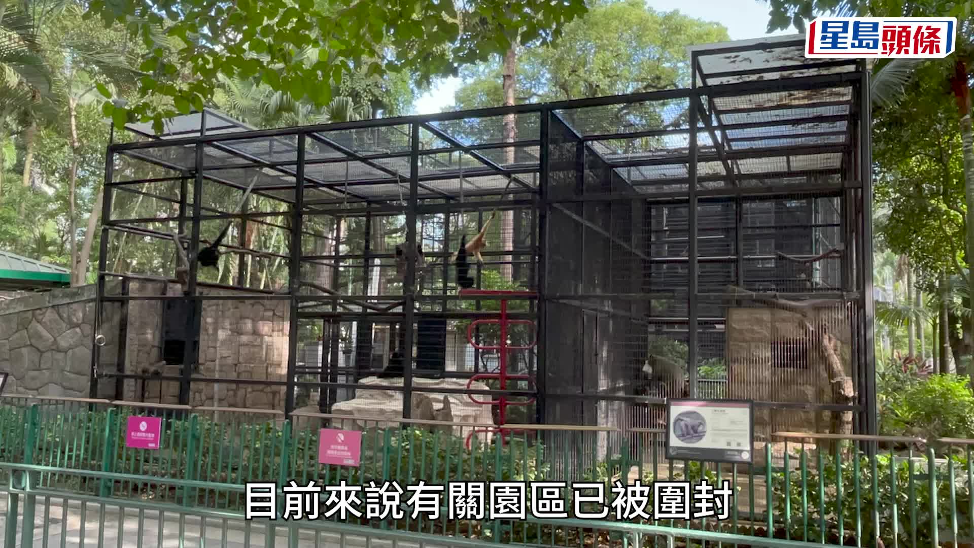 動植物公園9猴死亡｜獸醫指中暑機會低 澄清與猴痘病毒無太大關連