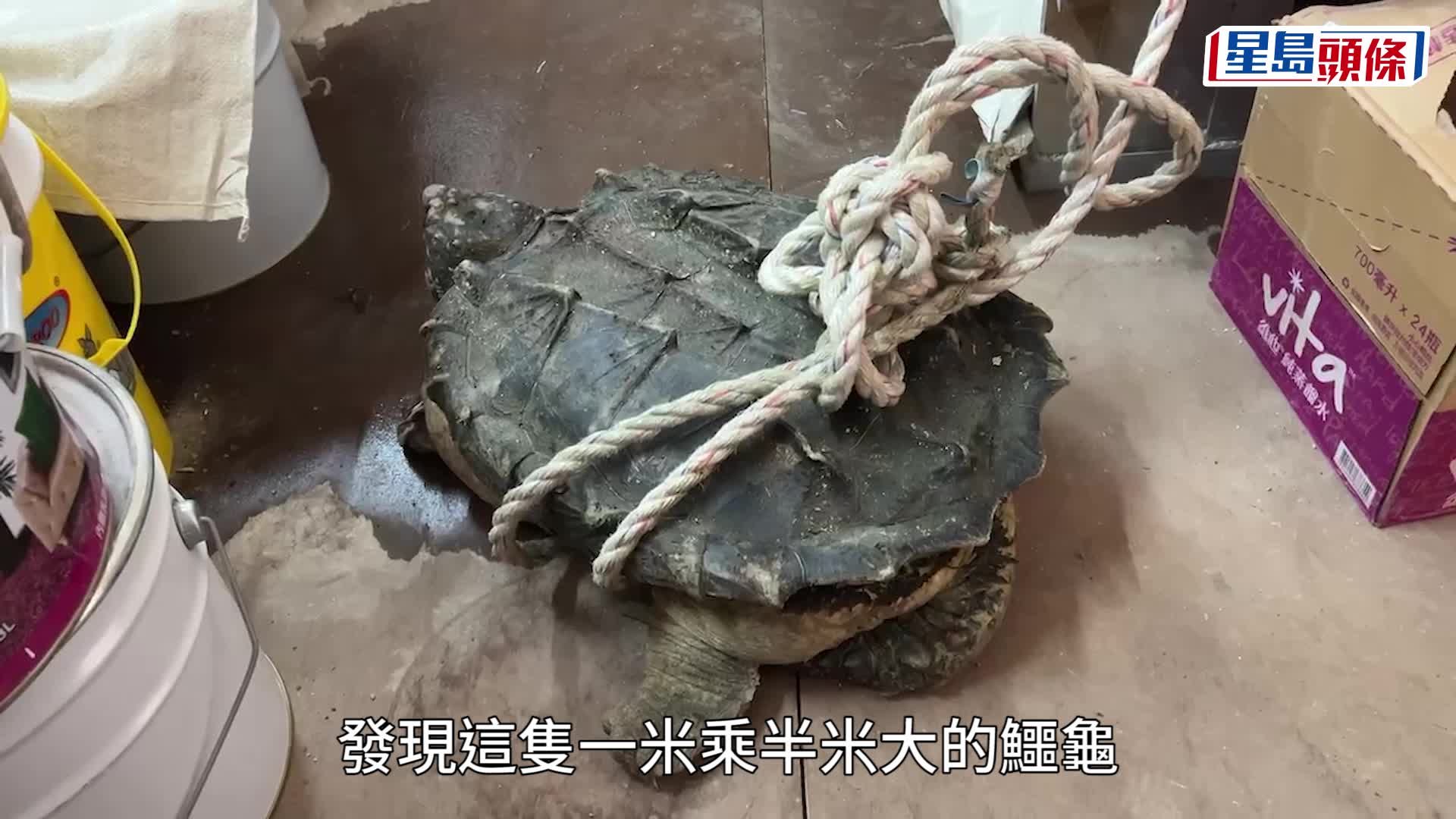 新蒲崗啟德工廠大廈有裝修工人報案，指在外牆棚架發現一隻龜隻。蔡楚輝攝