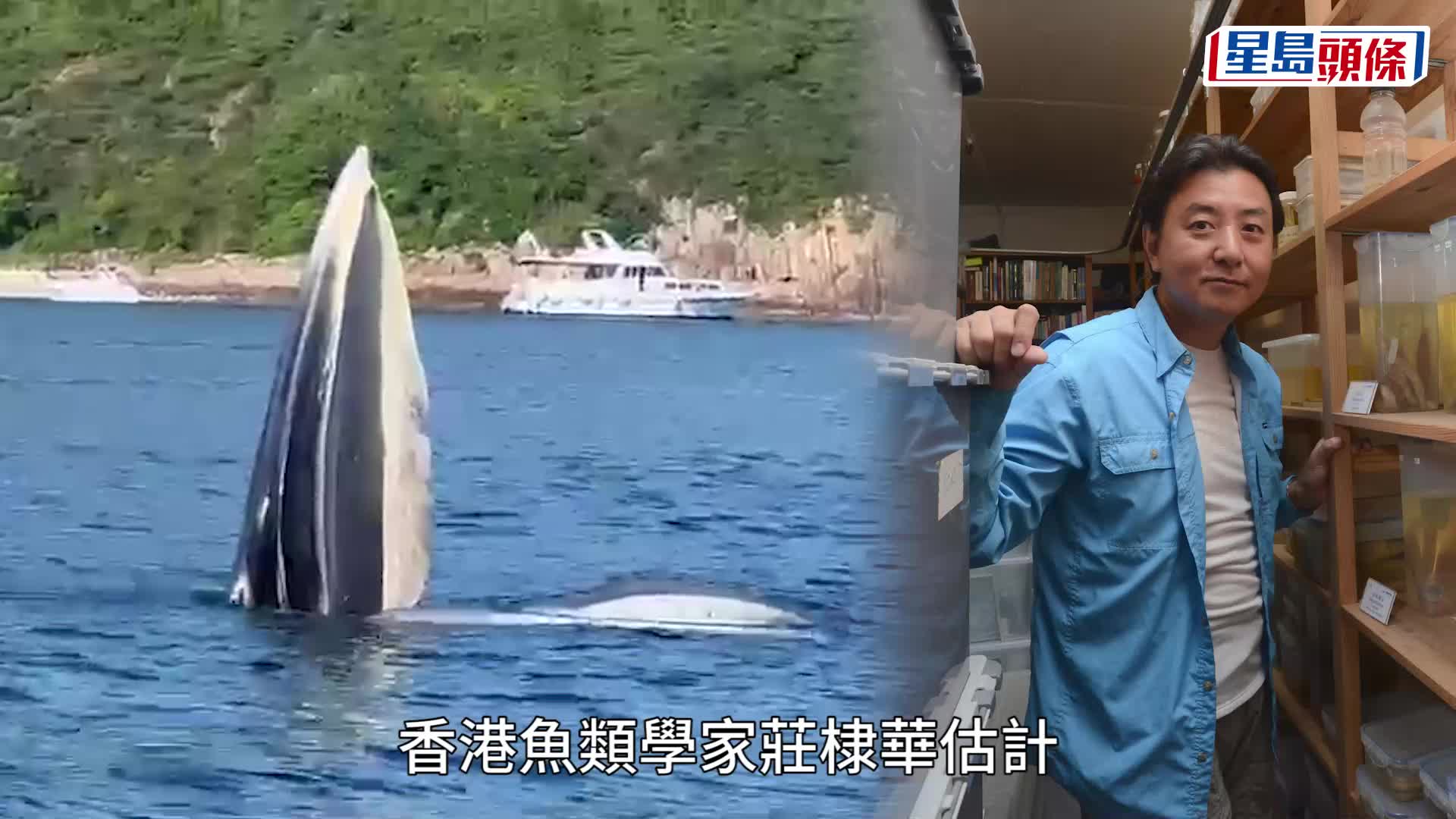 西貢鯨魚．有片│南風灣附近海面出現 專家指是布氏鯨 在港出沒十分罕見