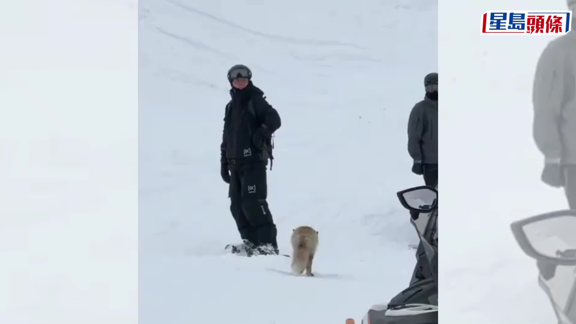 新疆滑雪場狐狸襲客，傳遭職員監生圍毆打死。