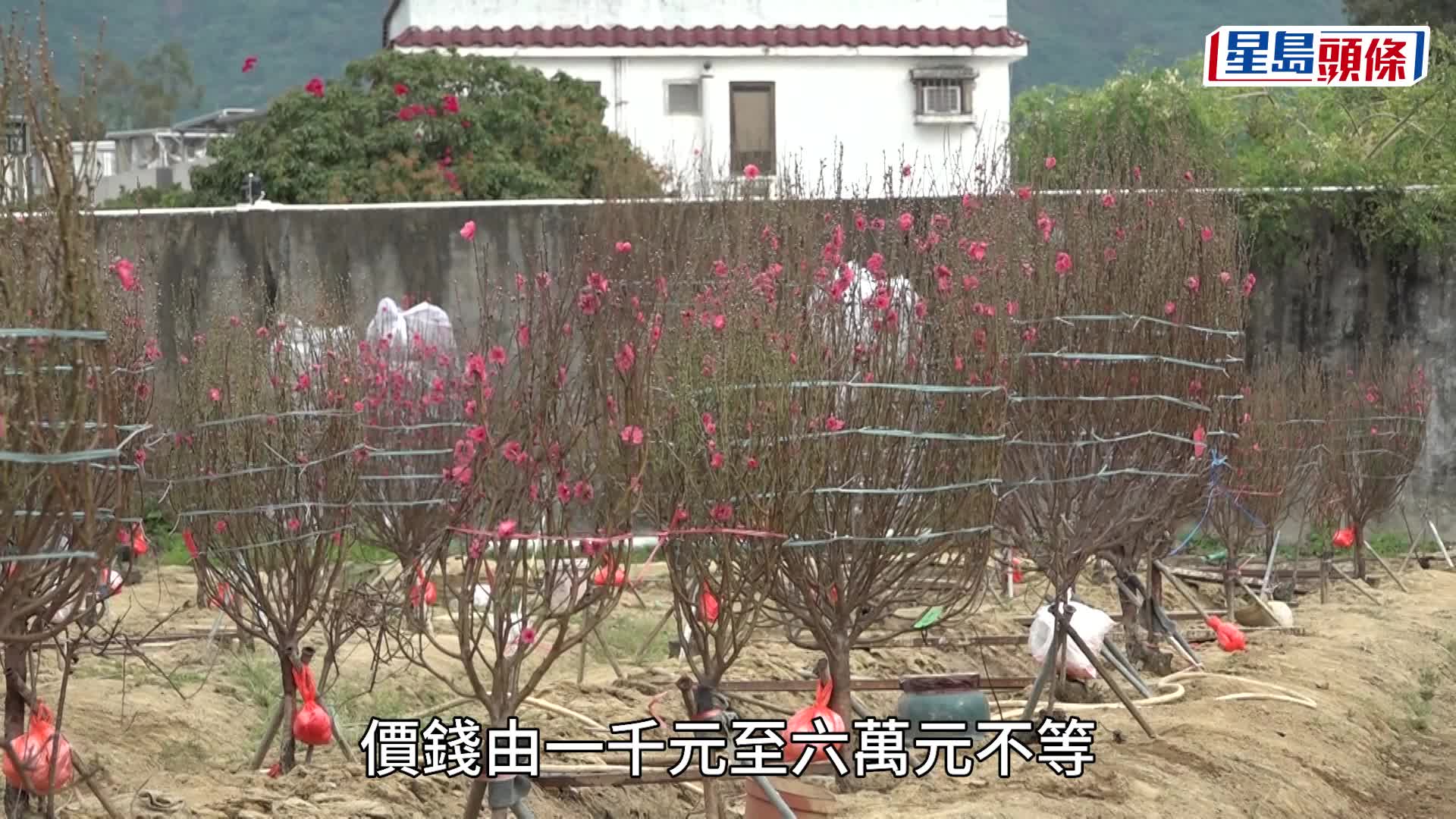 新春年花︱風和日暖正合生長 桃花大王：今年是桃花開得最好一年