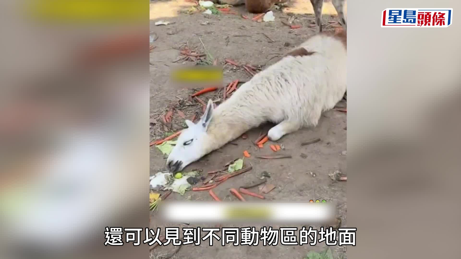 羊駝因遊客瘋狂餵食，致吃得太飽倒地反白眼。上游新聞