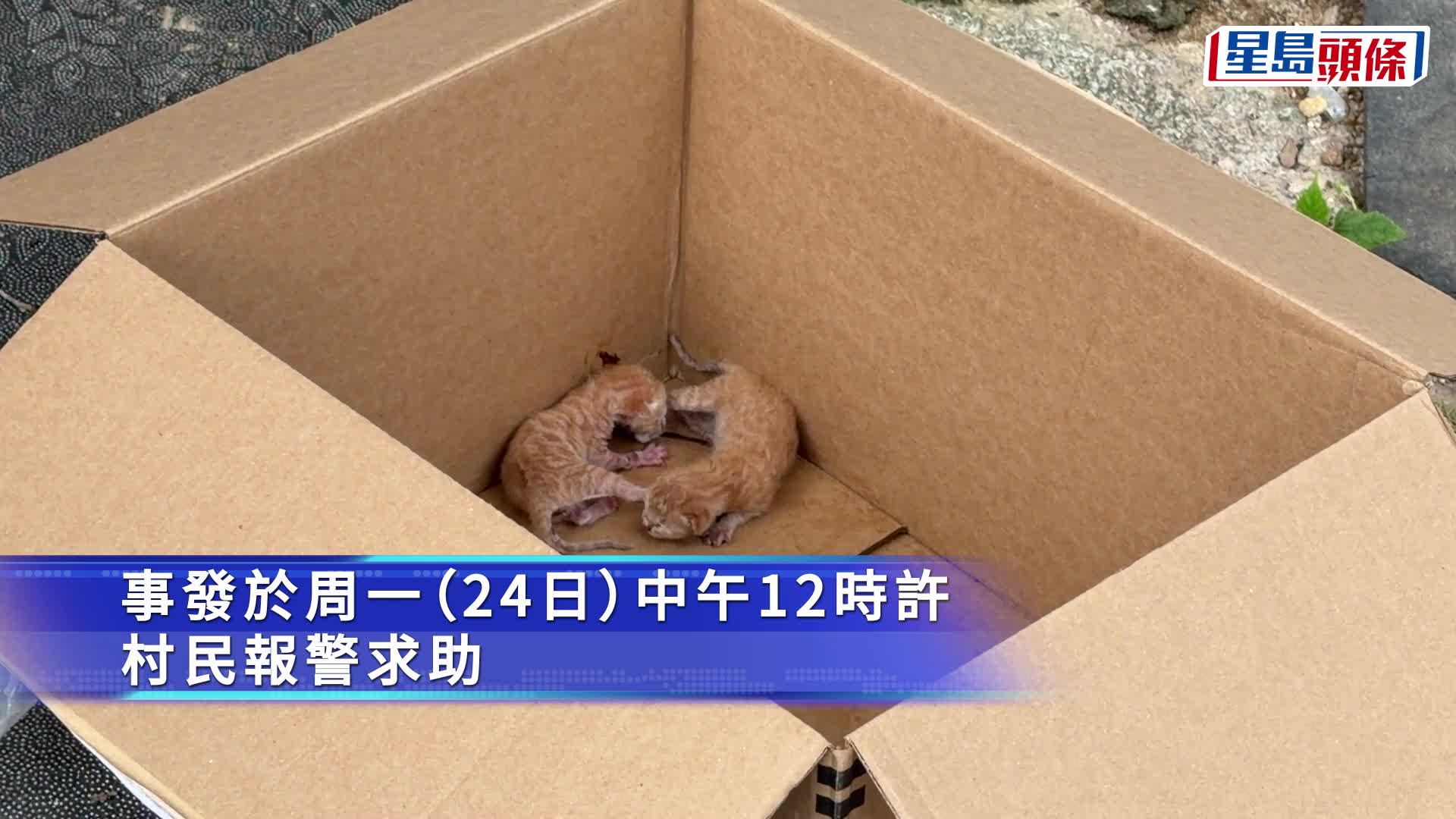 上水古洞兩初生貓被棄置垃圾站  愛協帶走處理