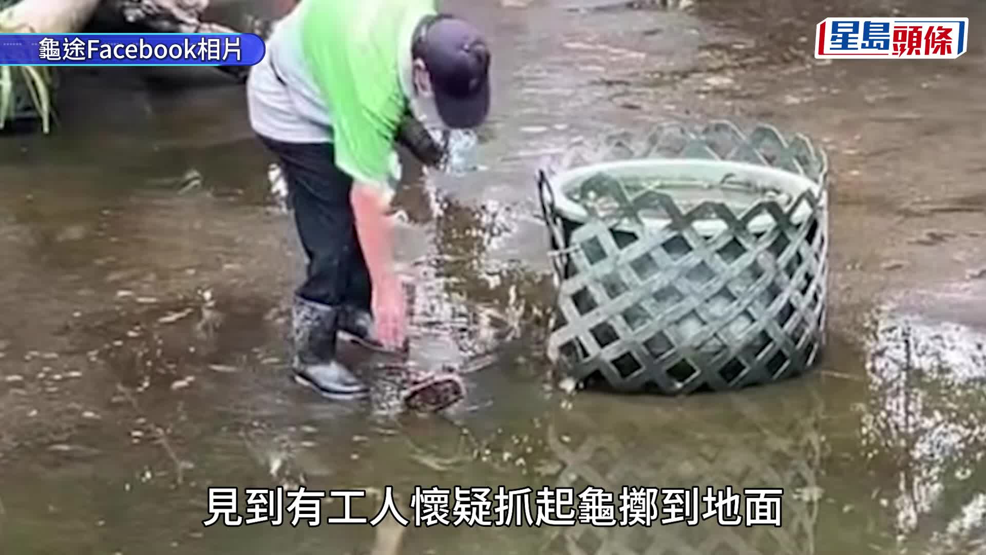 龜和魚已移往另一水池。梁國峰攝