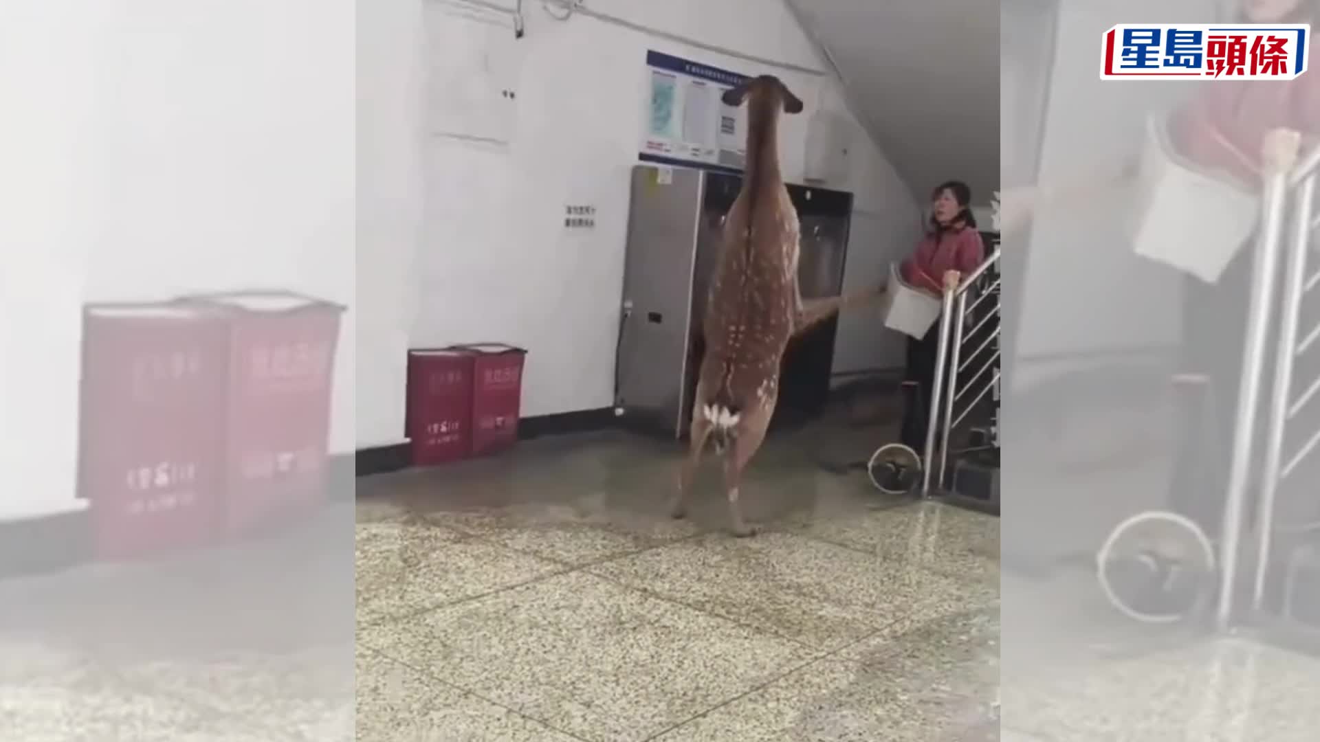 梅花鹿闖女宿舍與宿管阿姨「過招」。