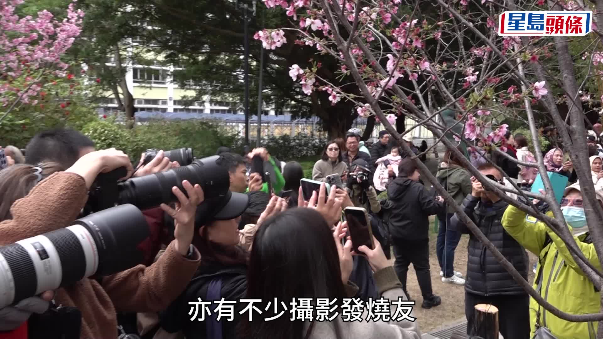 吸引逾百名市民趁周末到場賞櫻及打卡。