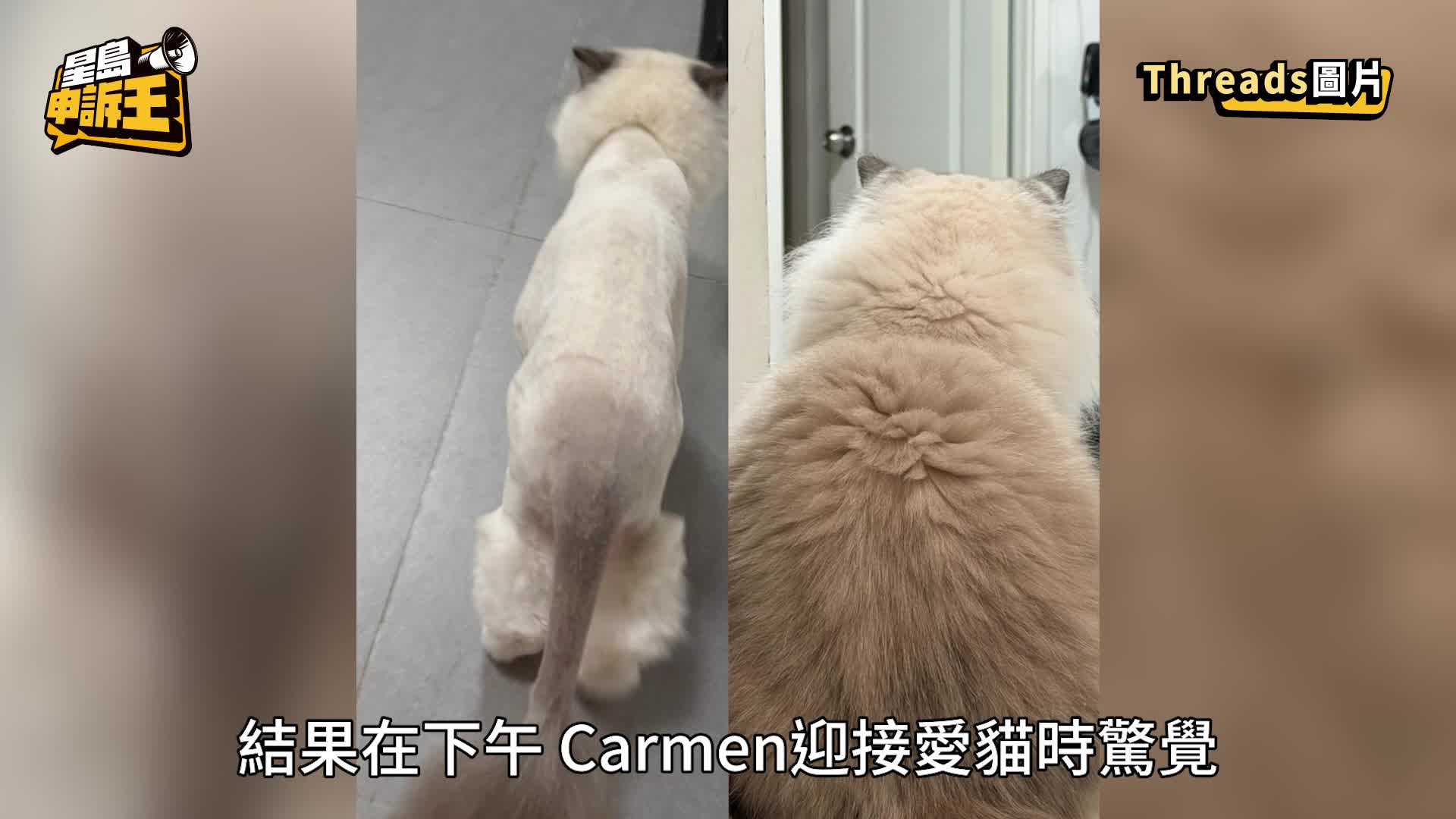 星島申訴王|寵物店擺烏龍 沖涼誤當剪毛 長毛貓慘變光禿禿 主人嚇呆痛哭