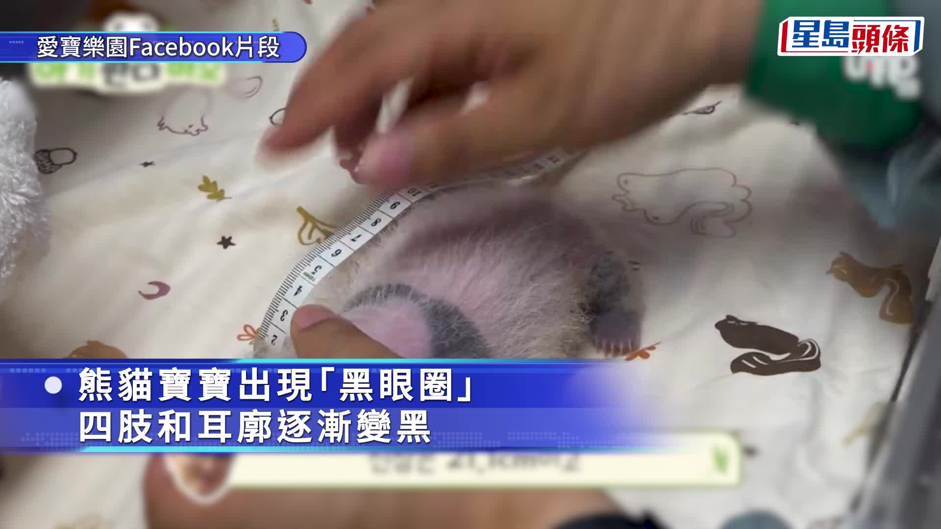 愛寶樂園｜3周大熊貓寶寶萌照曝光 「黑眼圈」初現
